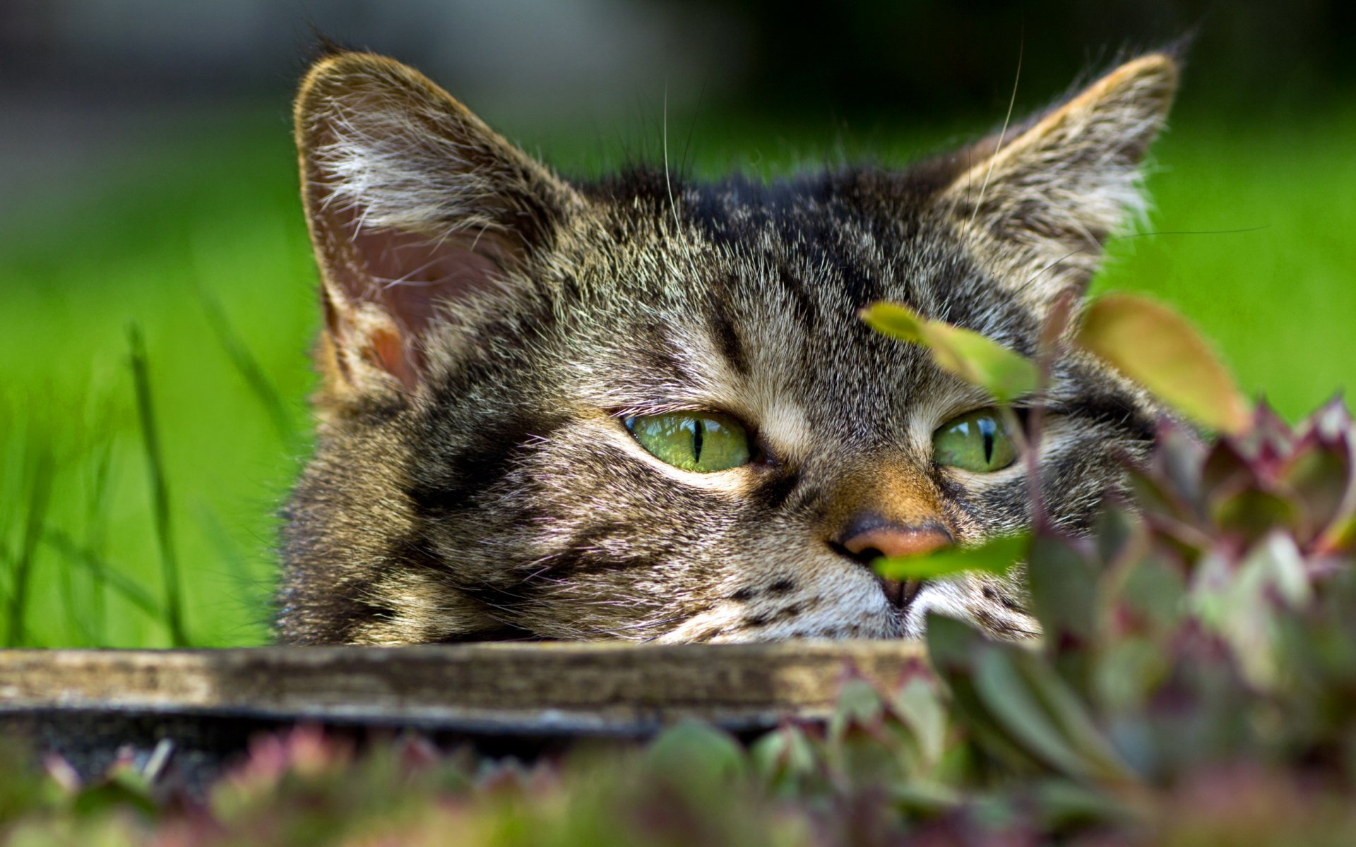 gato mirada macro