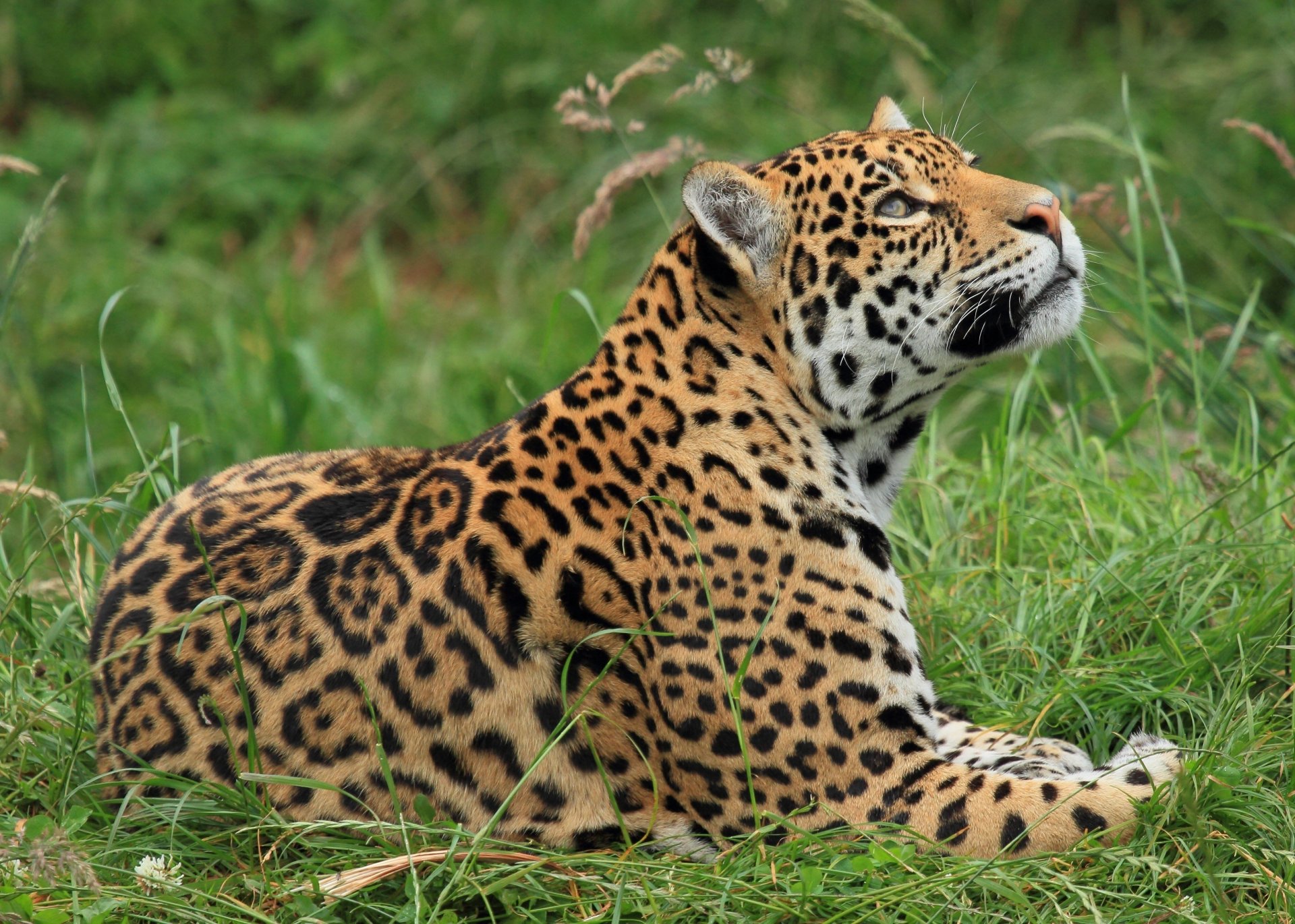 jaguar wild cat sports grass section lookup