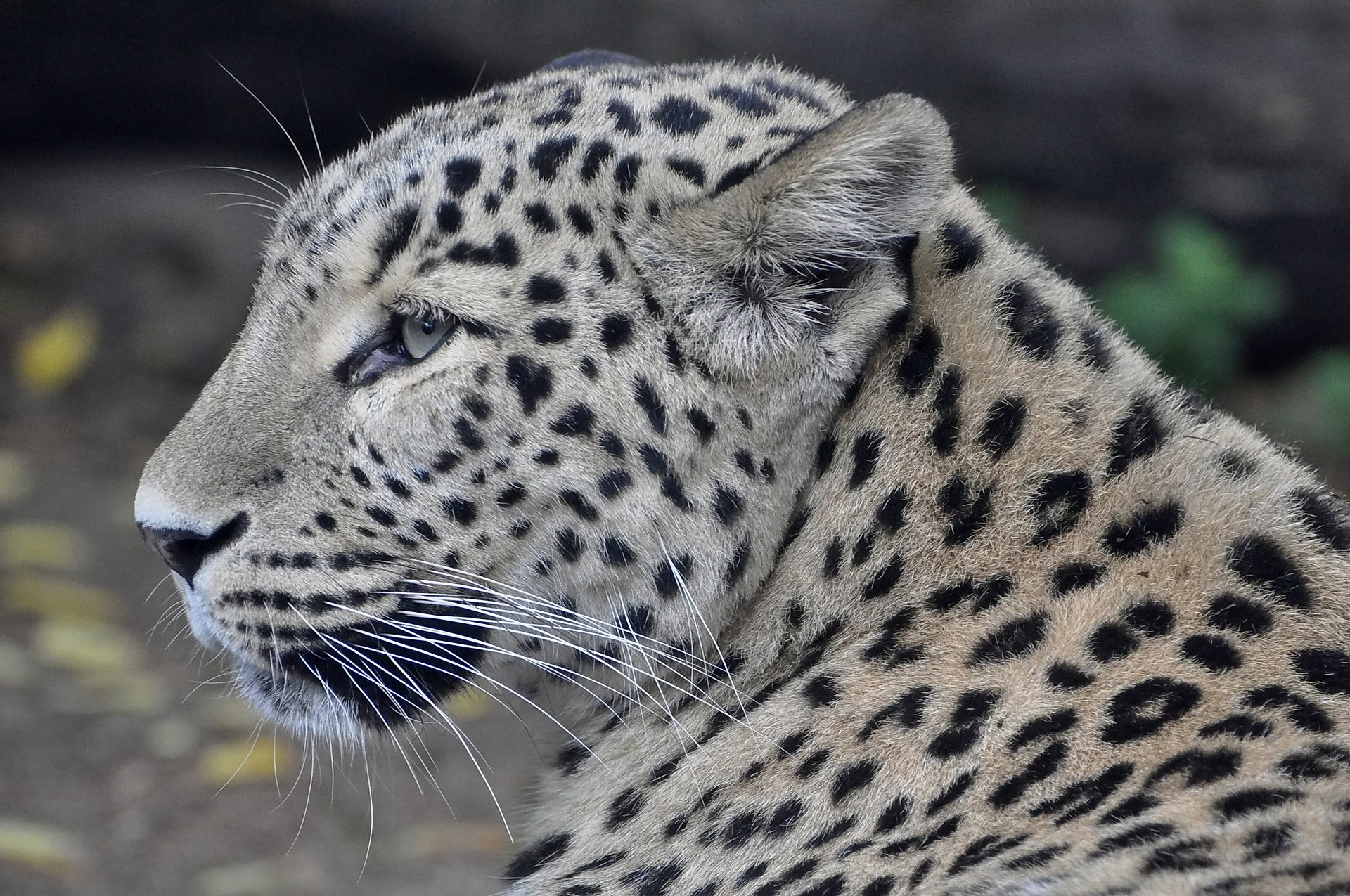 leopard persisch schnauze profil raubtier