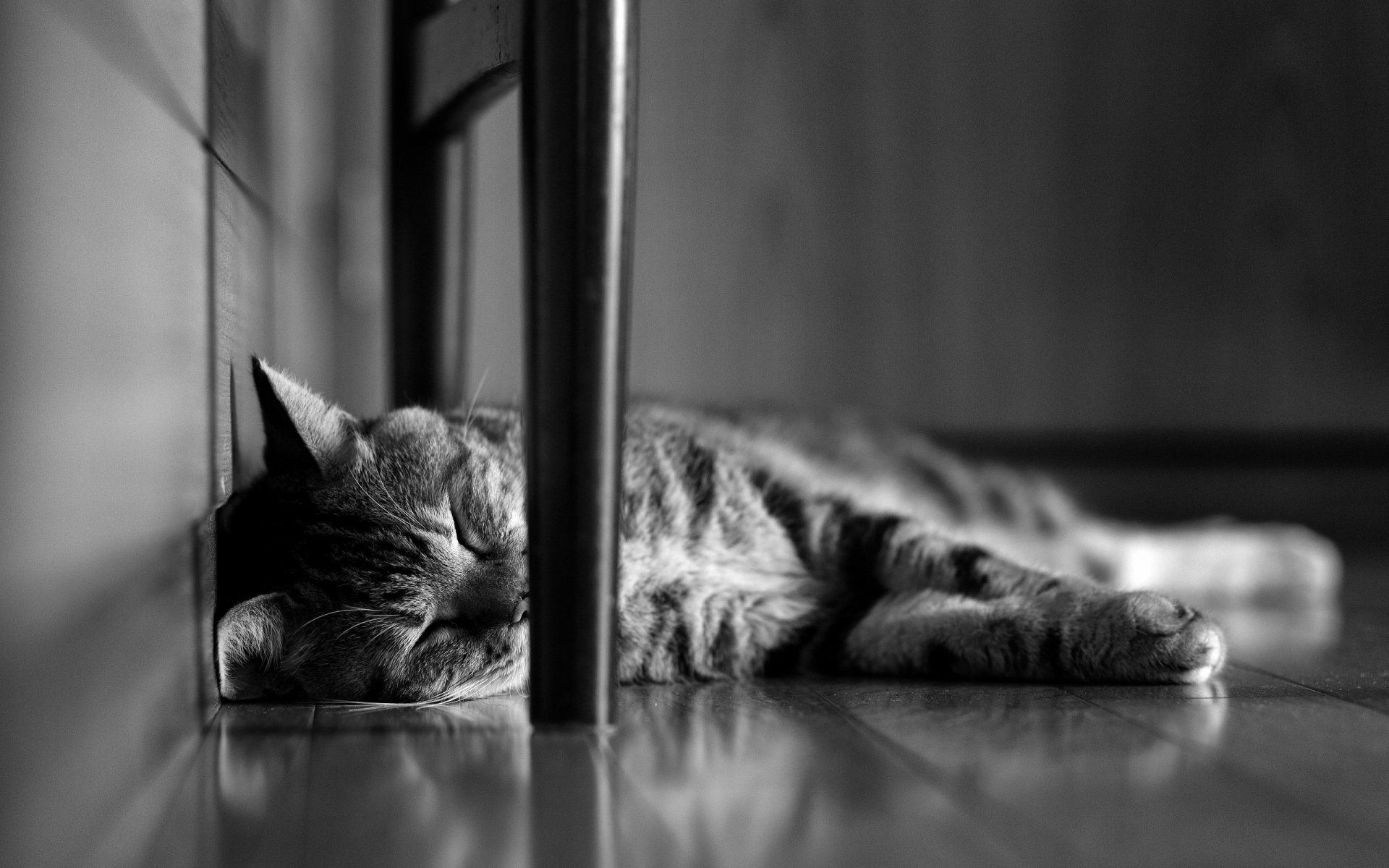 gato sueño lana patas pared piso blanco y negro