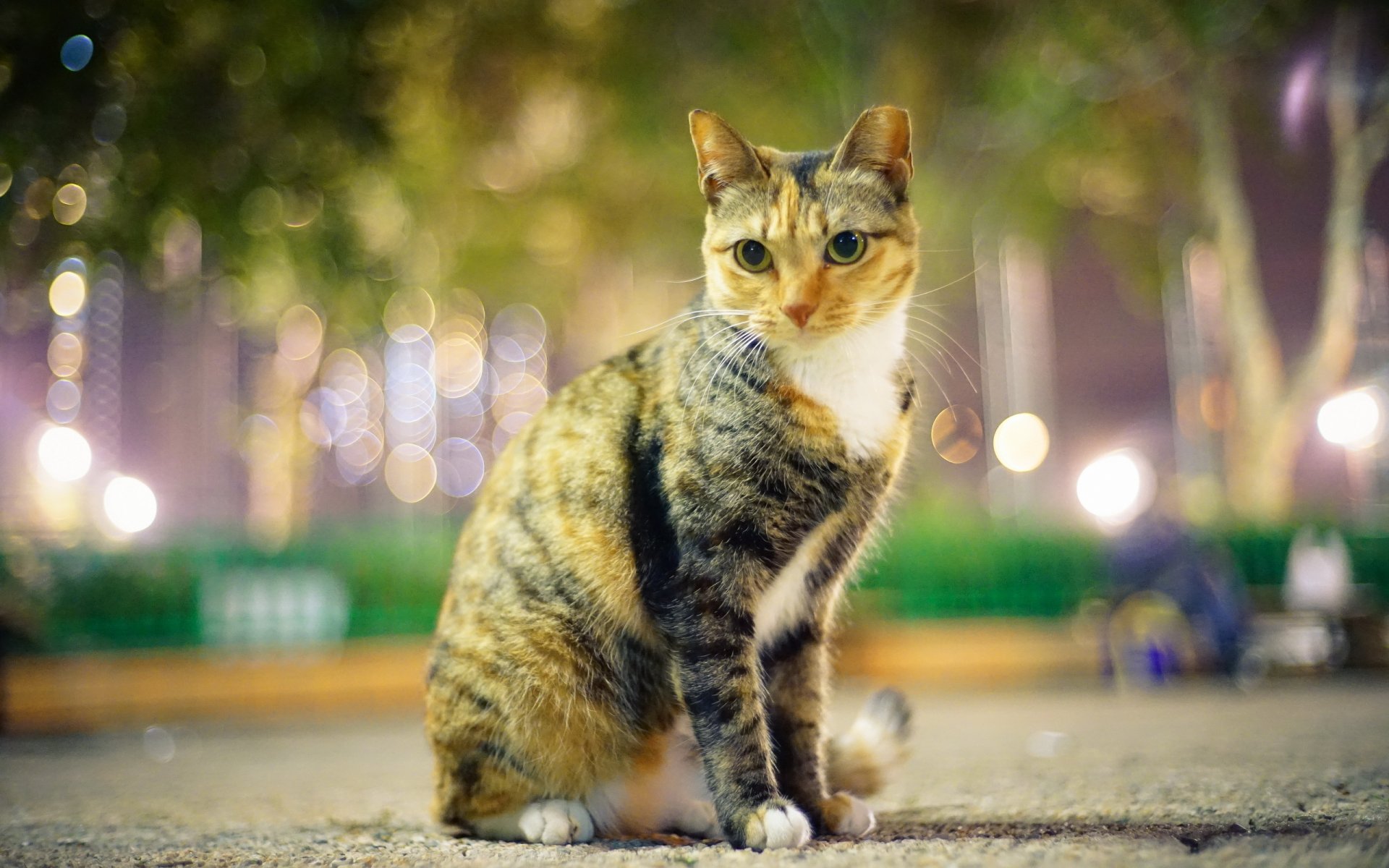 città parco gatto vista sera luci sguardi