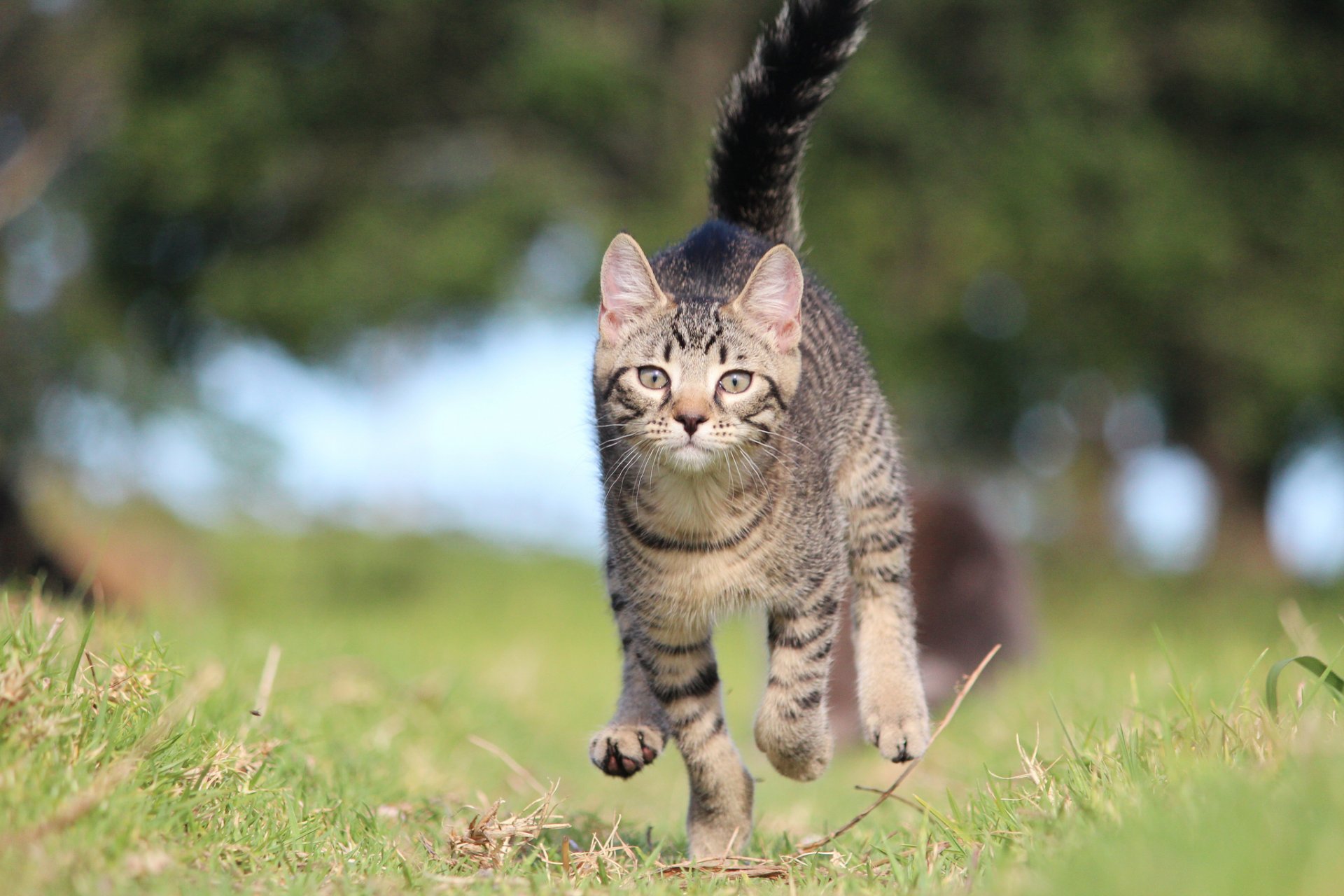 hierba resplandor gatito gris correr