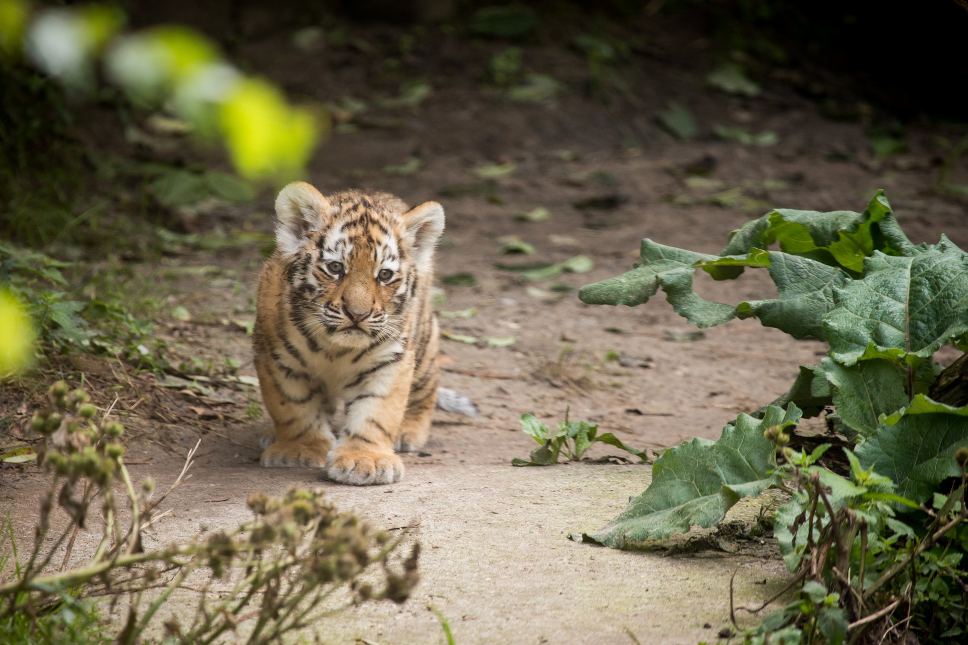 tiger amur katze klette