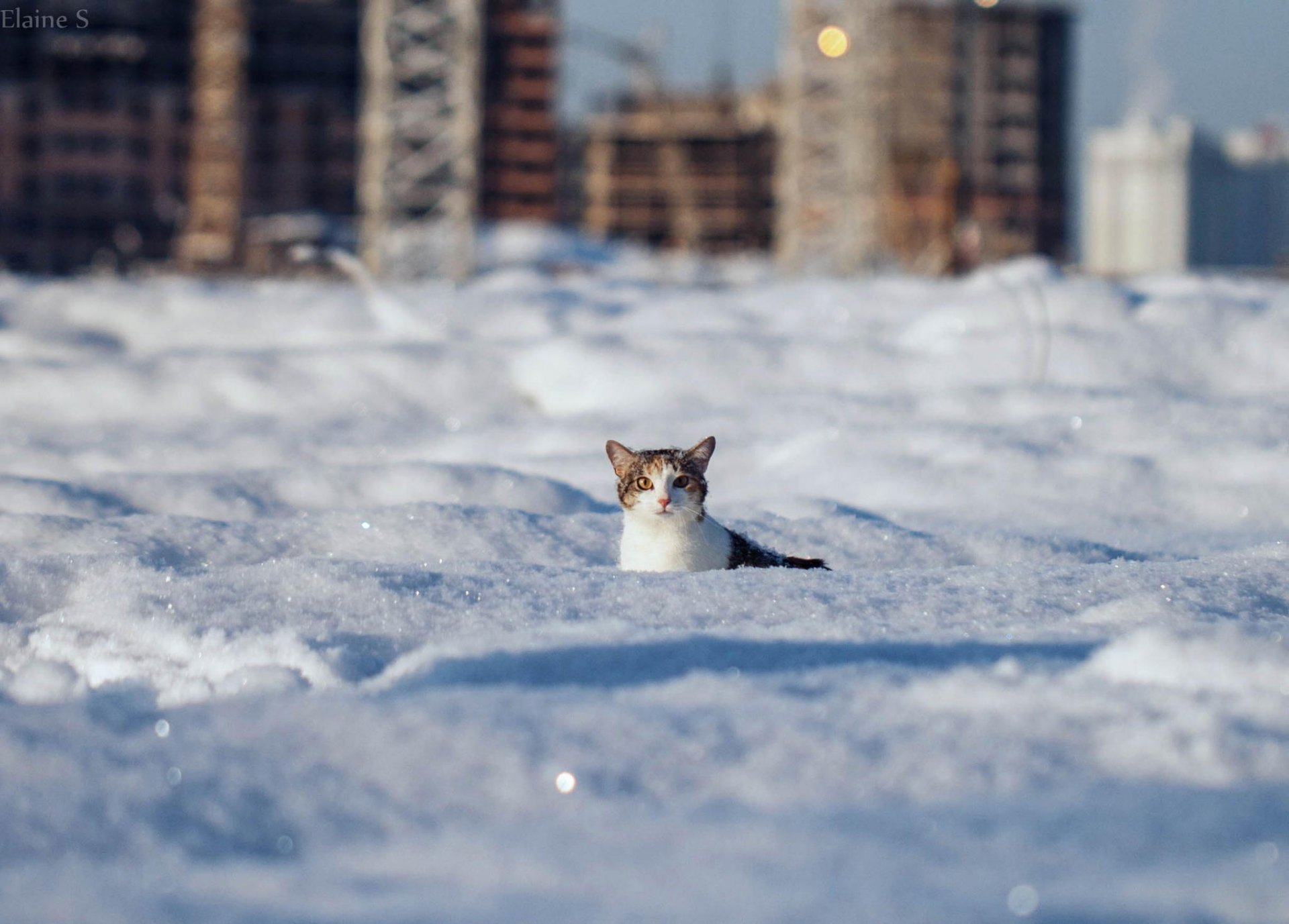 winter snow drifts cat wool view