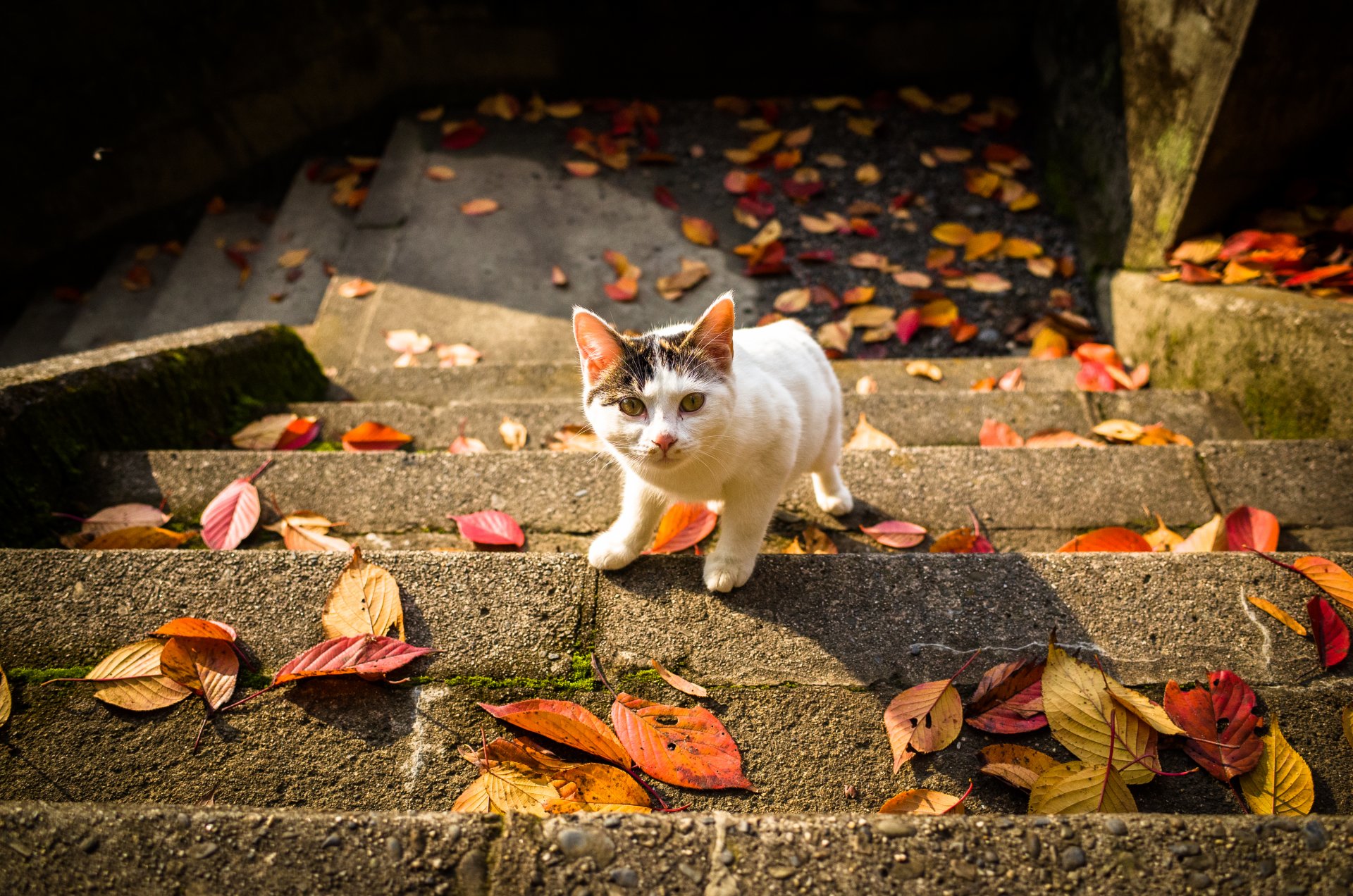 treppe blätter herbst katze blick