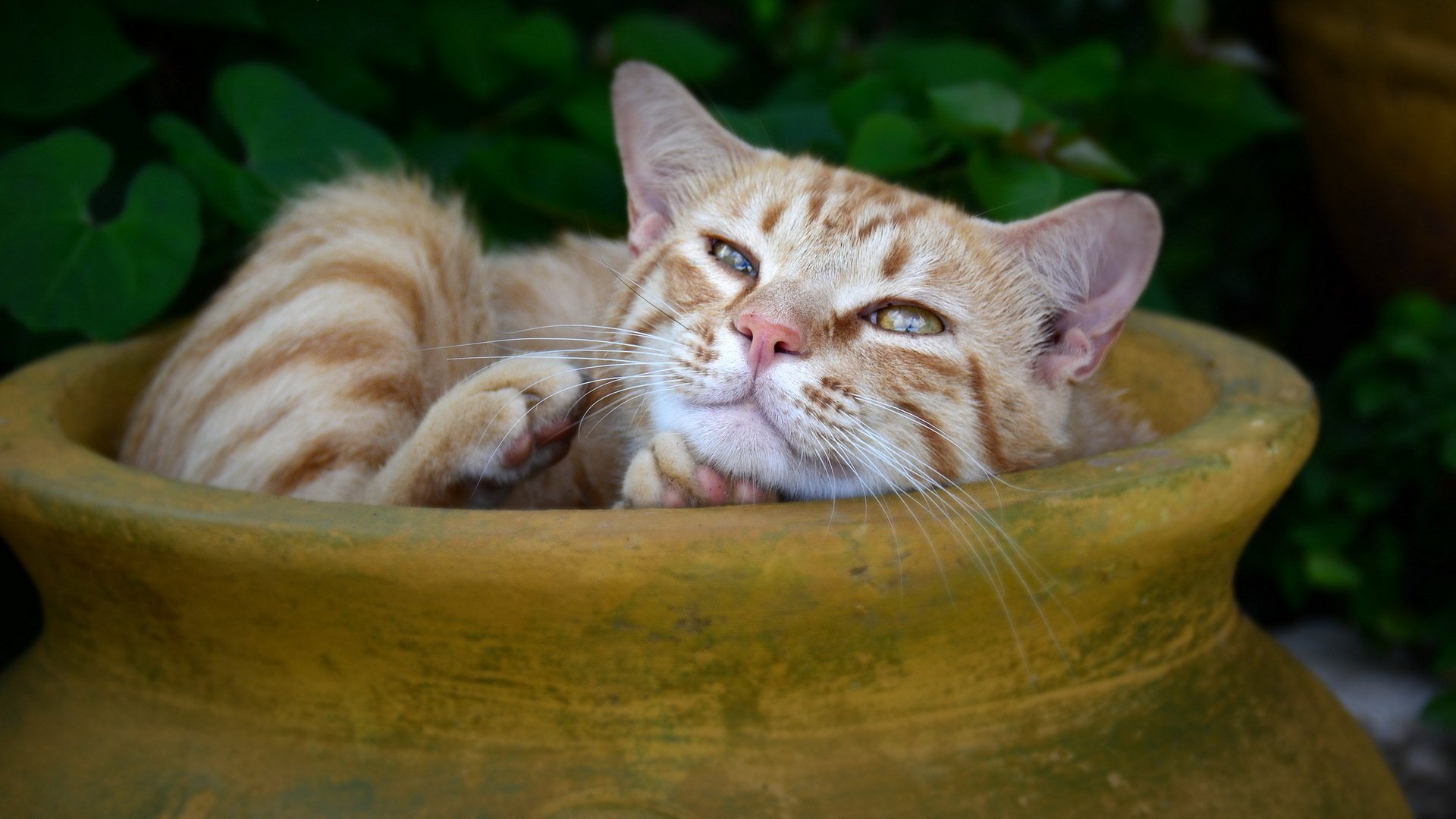 katze blick hintergrund