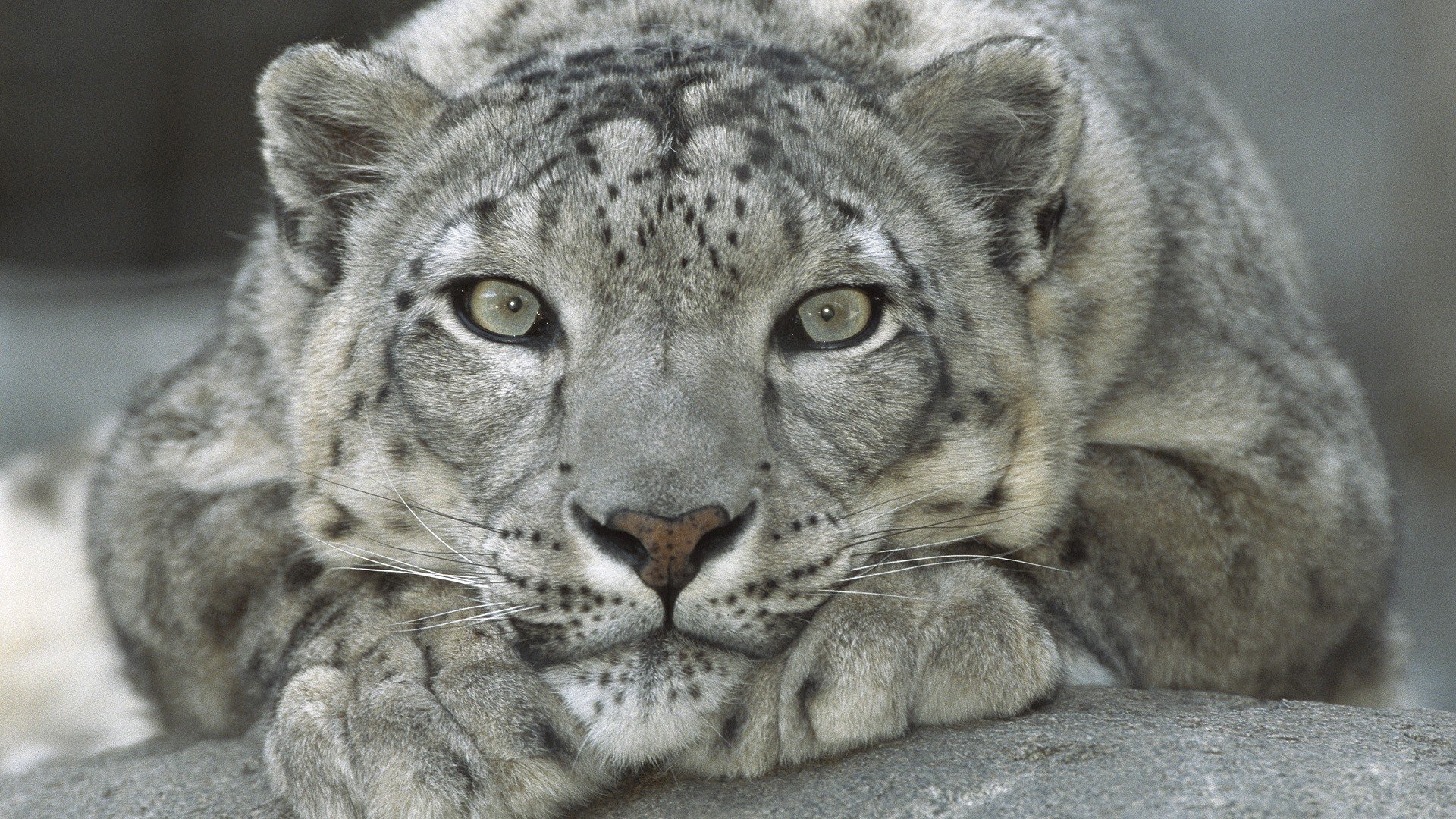 leopardo riposo pietre grigio occhi