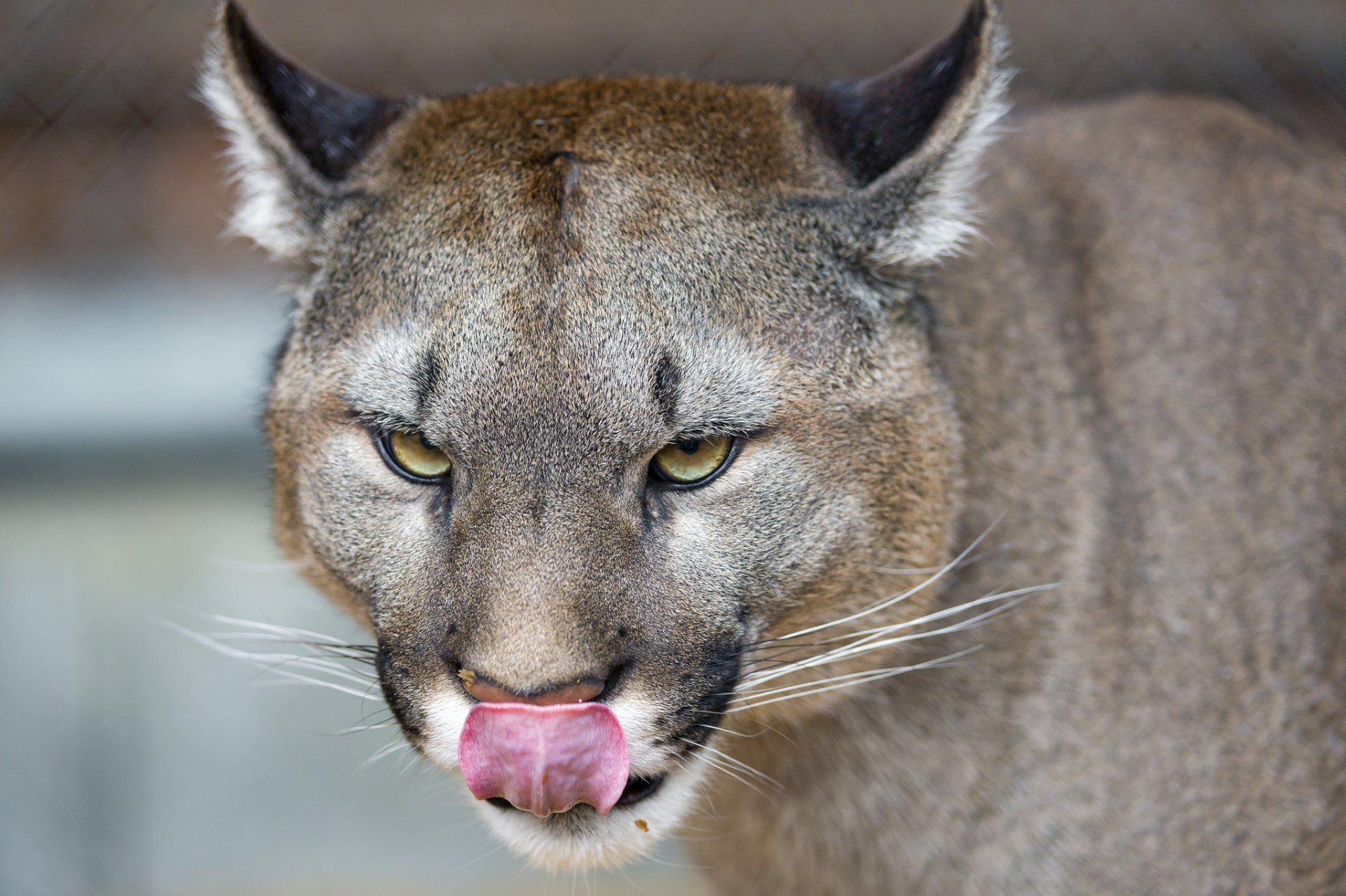 пума кугуар горный лев кошка взгляд язык ©tambako the jaguar