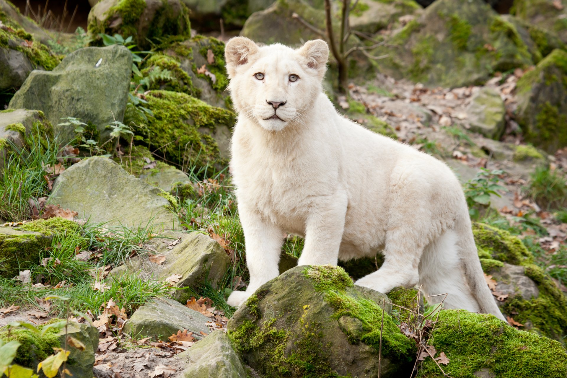 leone bianco gatto pietre muschio erba