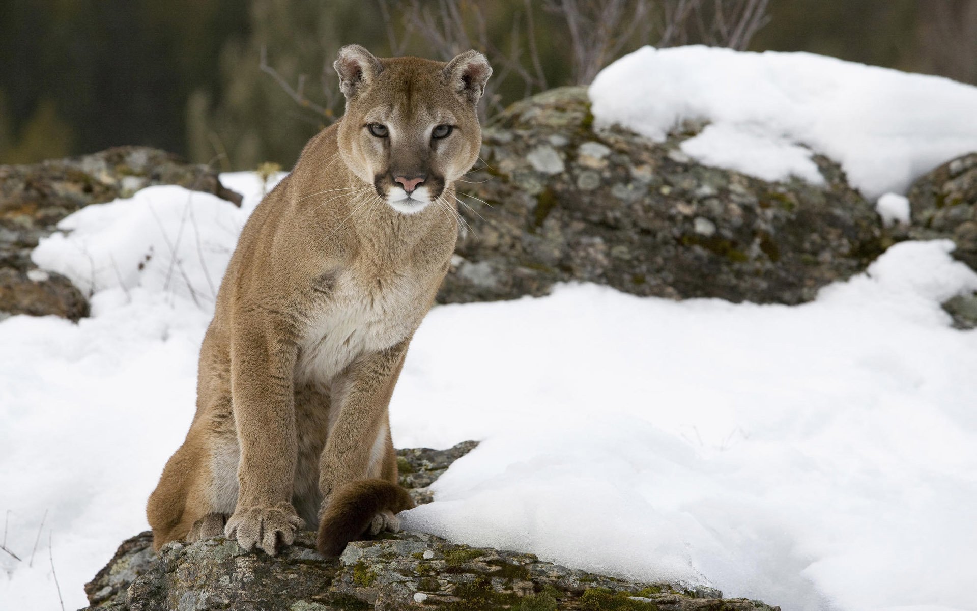 puma cougar mountain lion cat snow stone