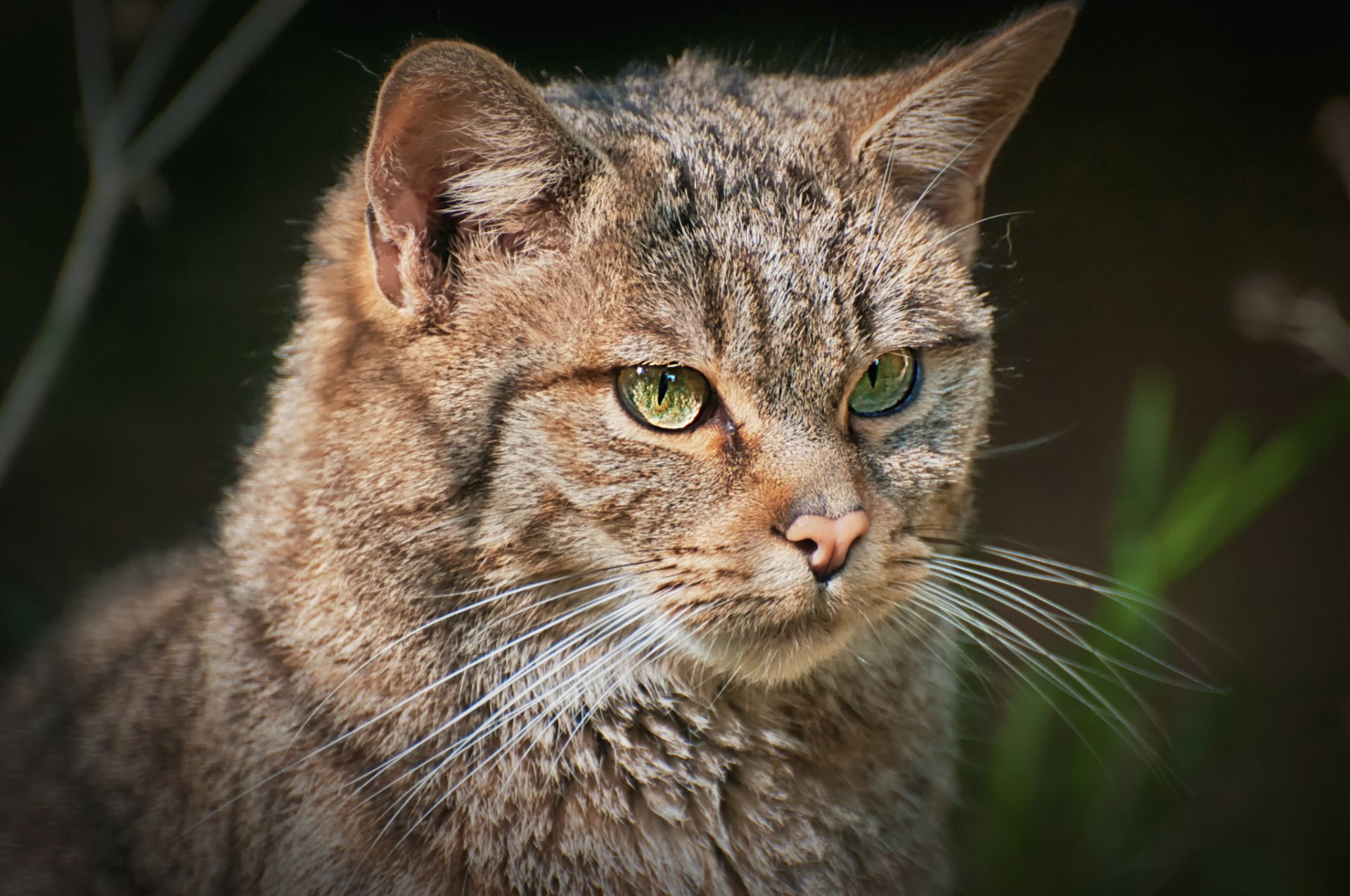 european wildcat portrait view background