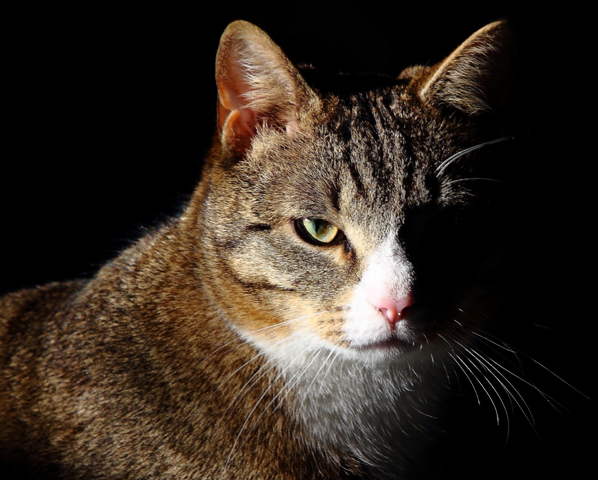 katze grau gestreift porträt hintergrund