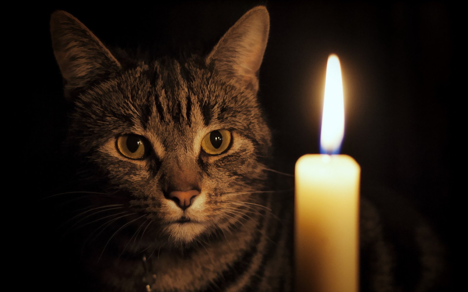 cat view candle