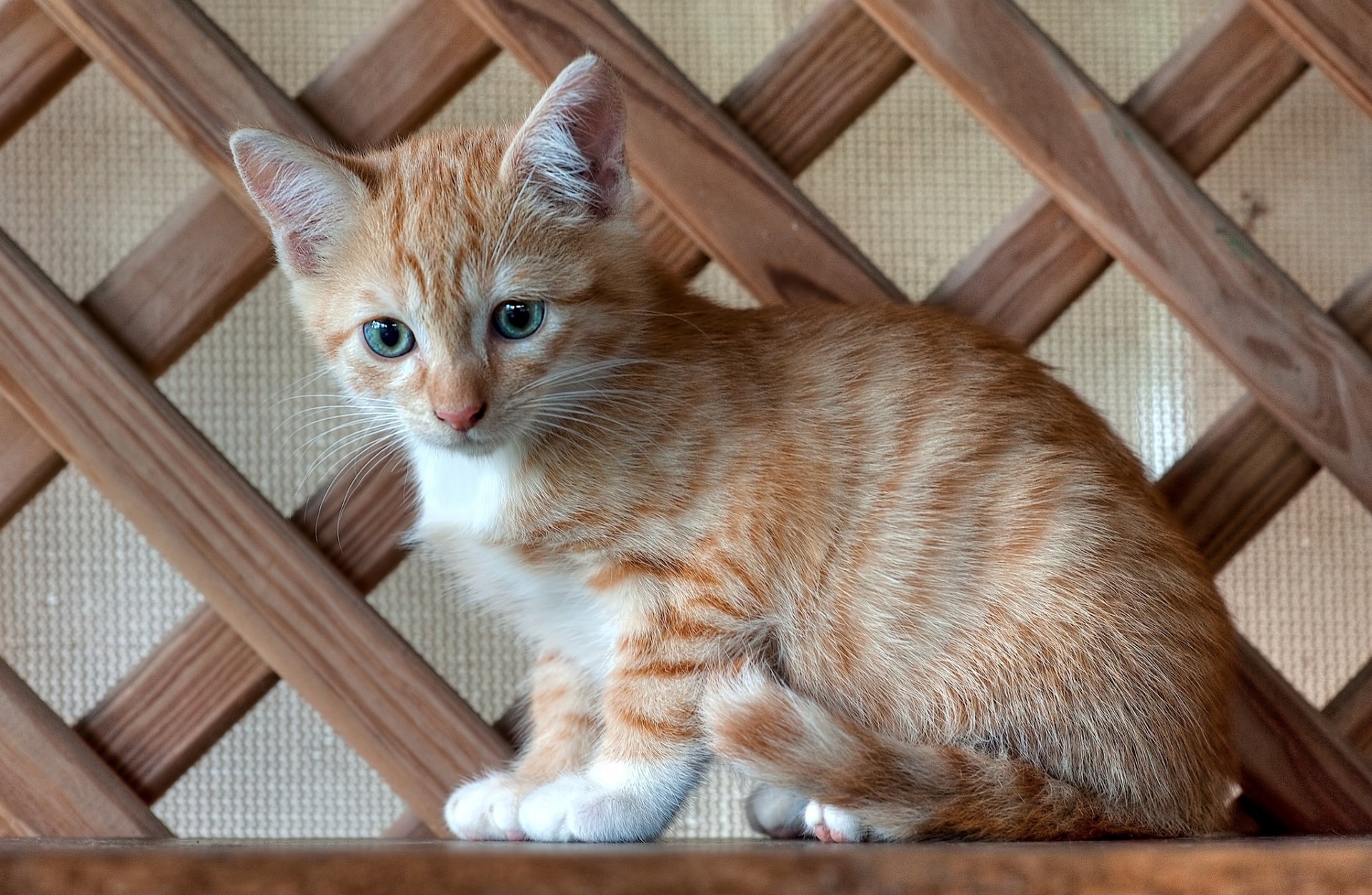 rousse bébé