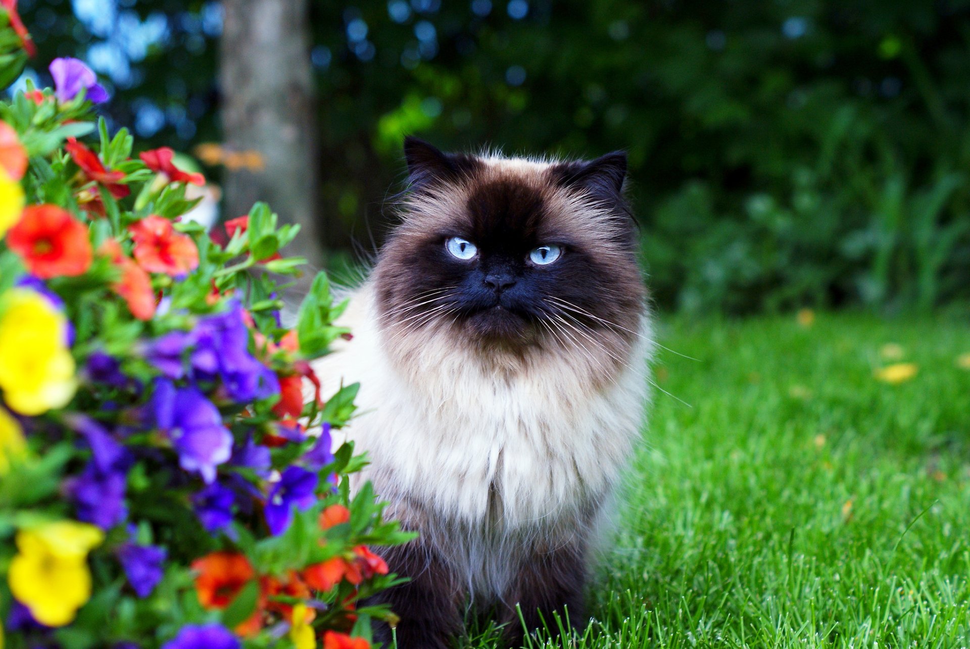 gatto himalayano lanuginoso giardino erba fiori