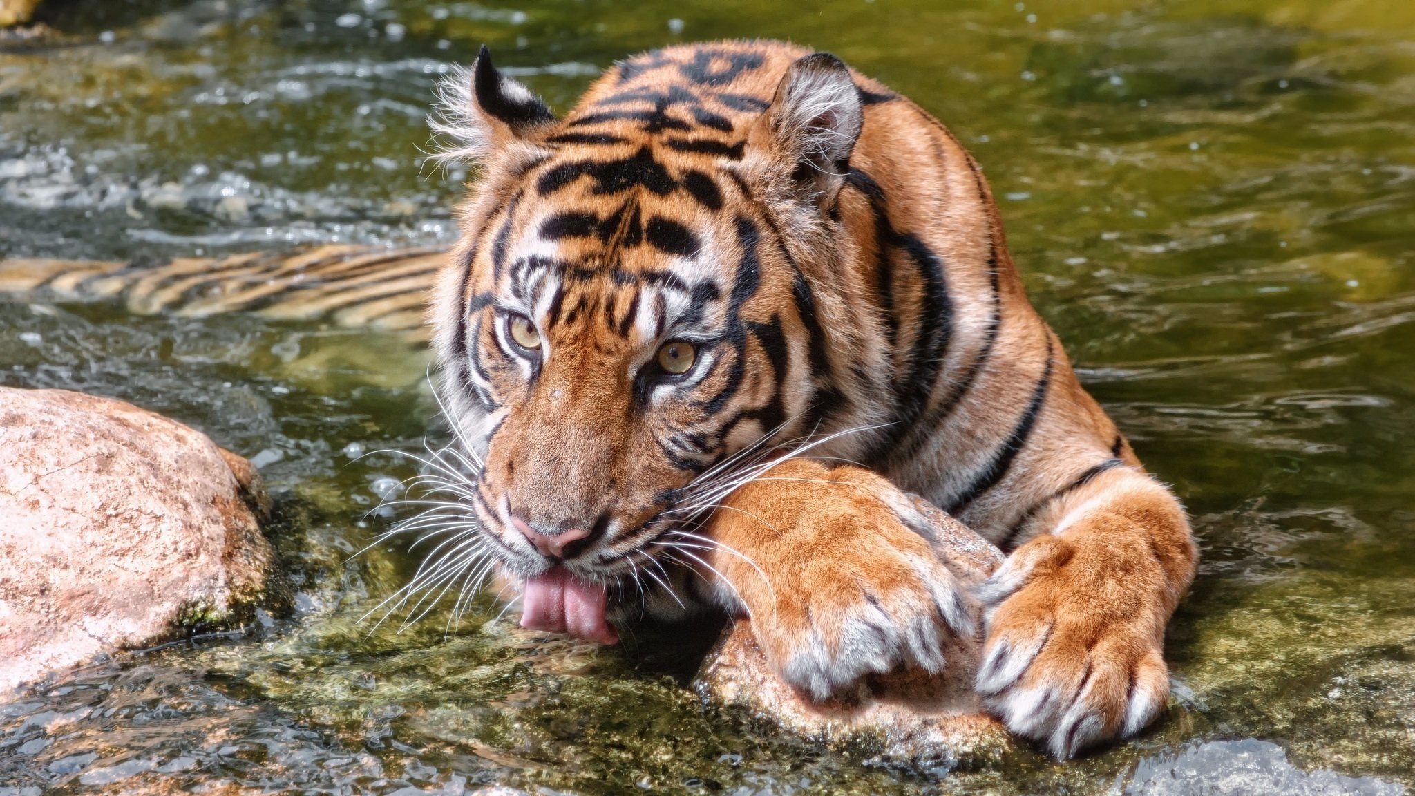 tigre chat sauvage museau pattes langue eau baignade