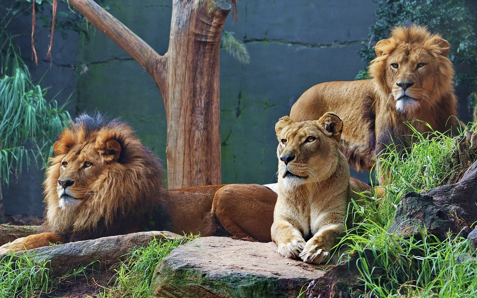 lions lioness predator