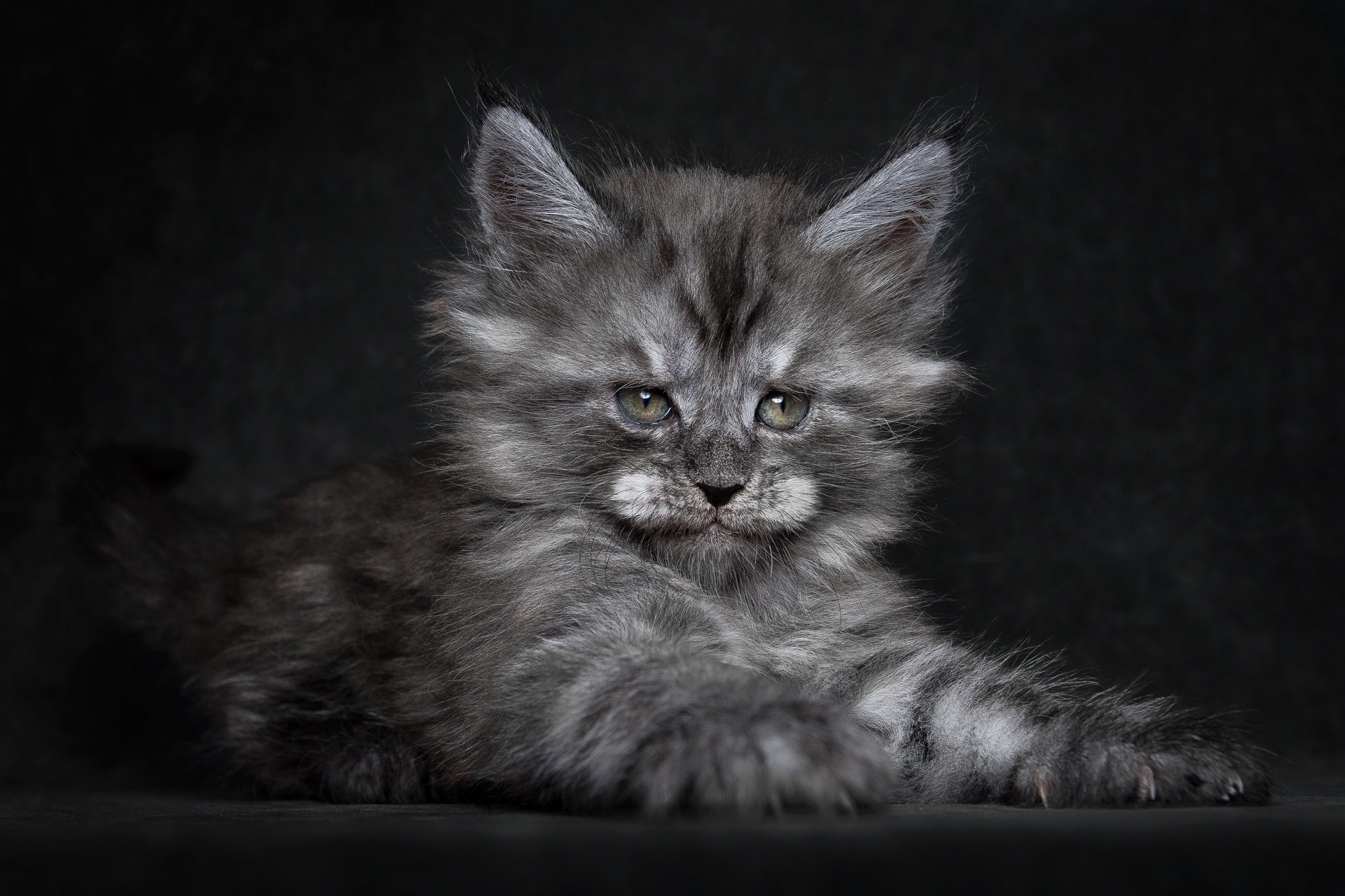 maine coon gatito peludo mirada garras fondo negro