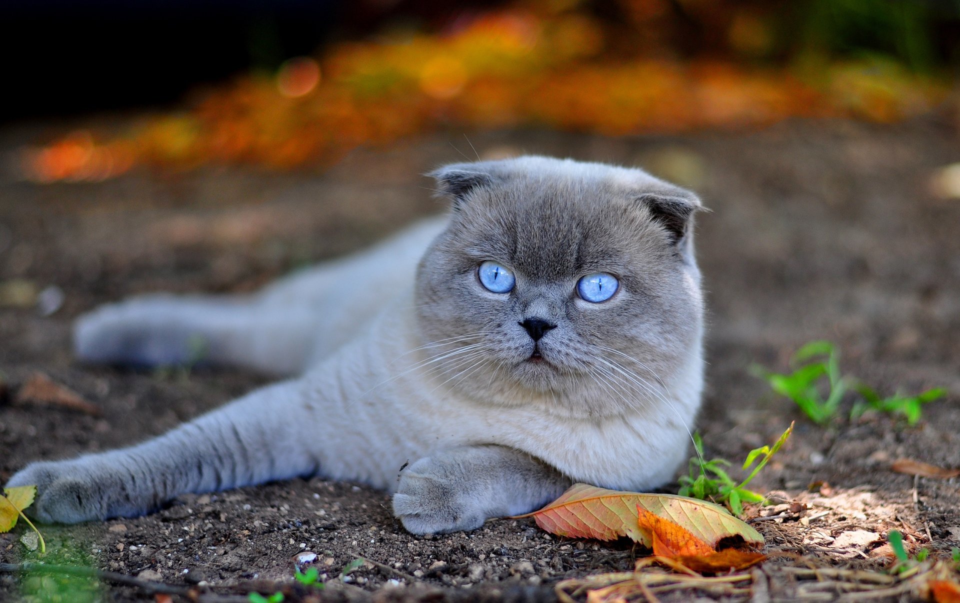 cottish fold blue eyes scottish fold