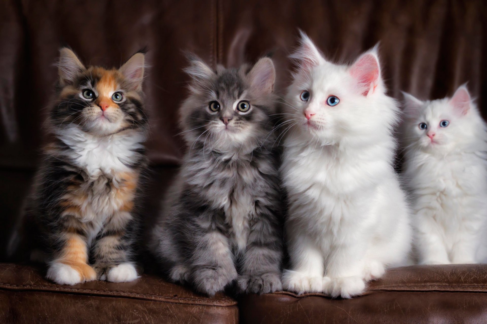 four furry kitten