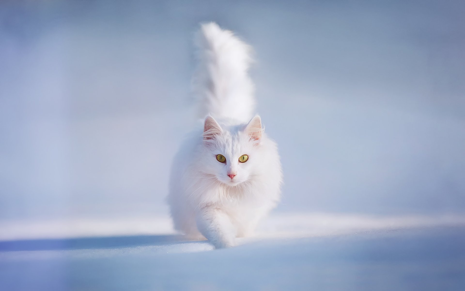 chat chat chat blanc et moelleux yeux jaunes neige