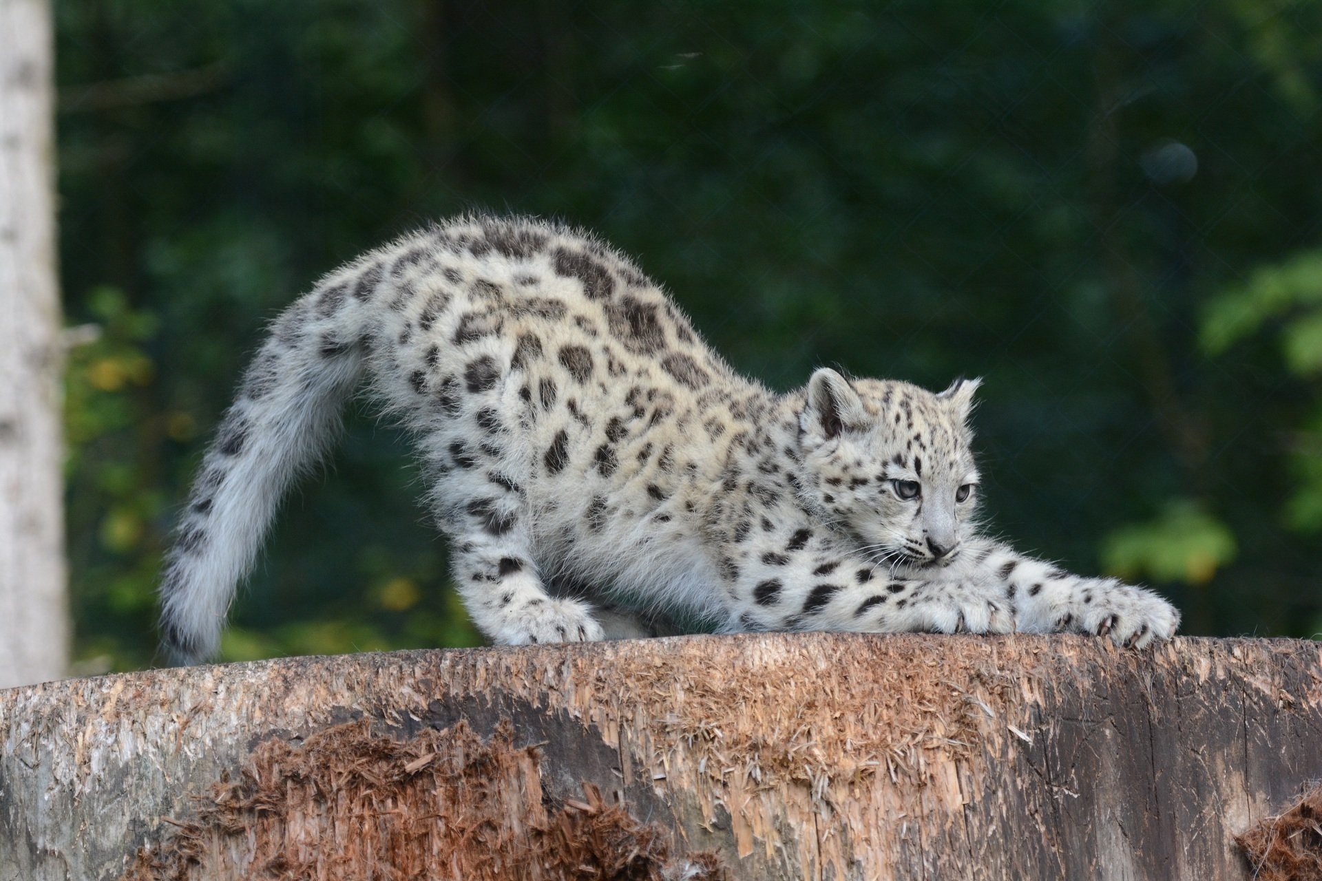 leopardo de las nieves irbis gato salvaje depredador gatito cachorro tirando pose garras