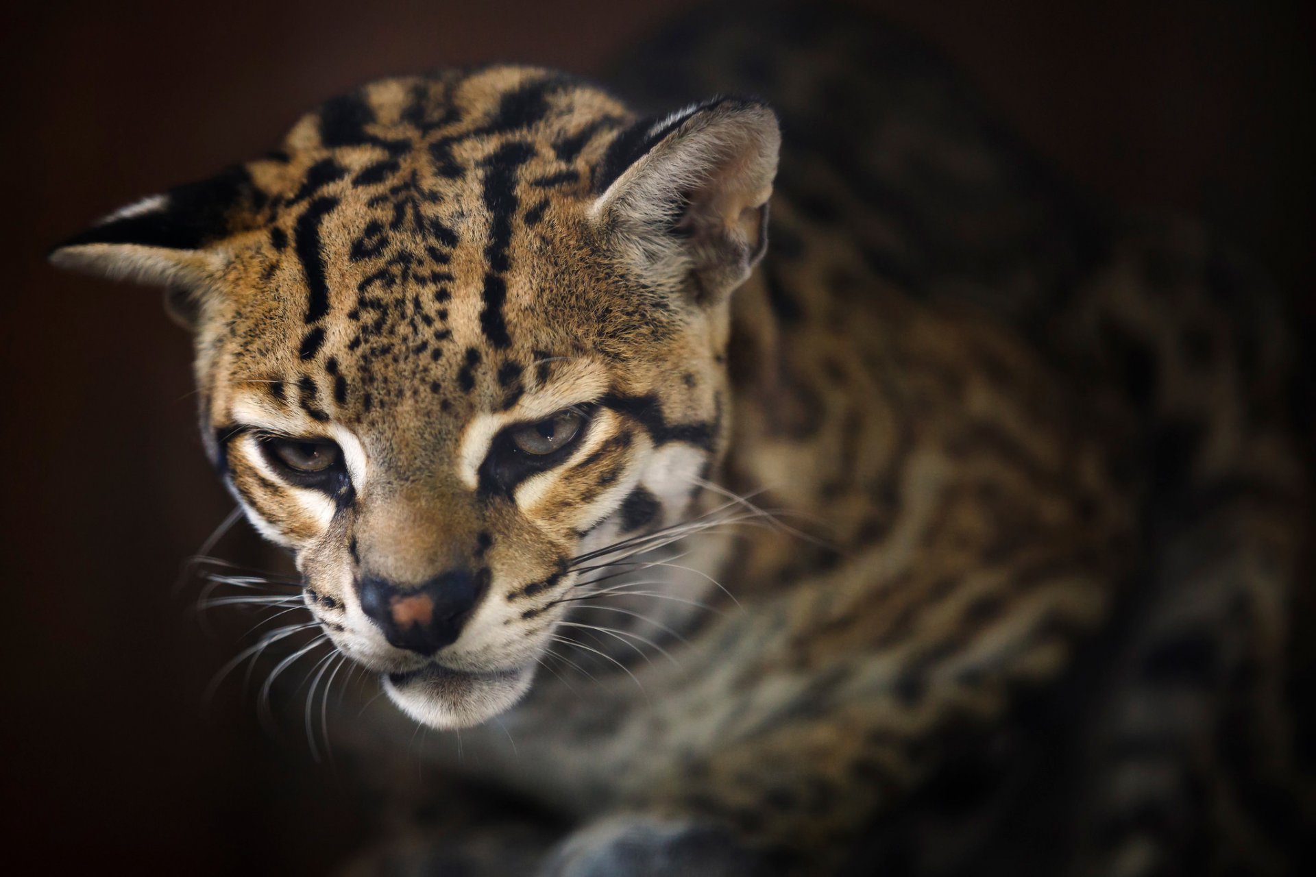 ocelot fond vue