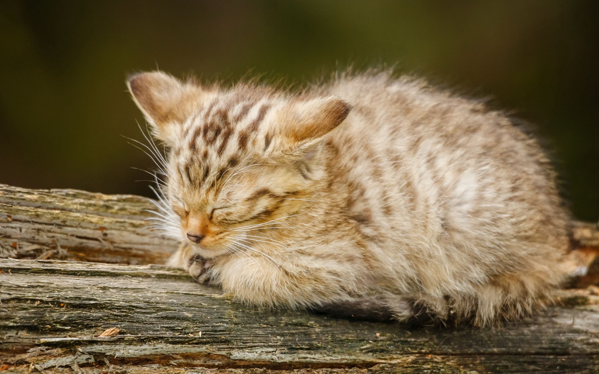 katze blick hintergrund