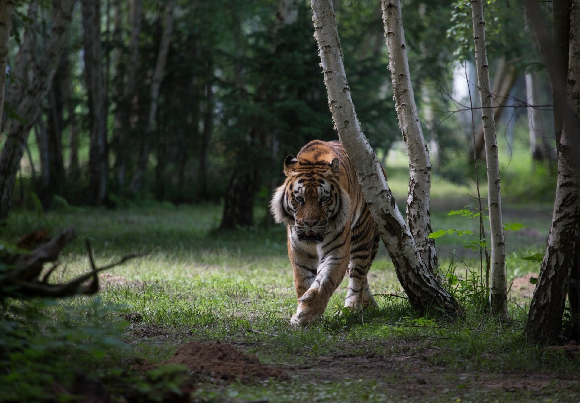 tiger wildkatze raubtier wald