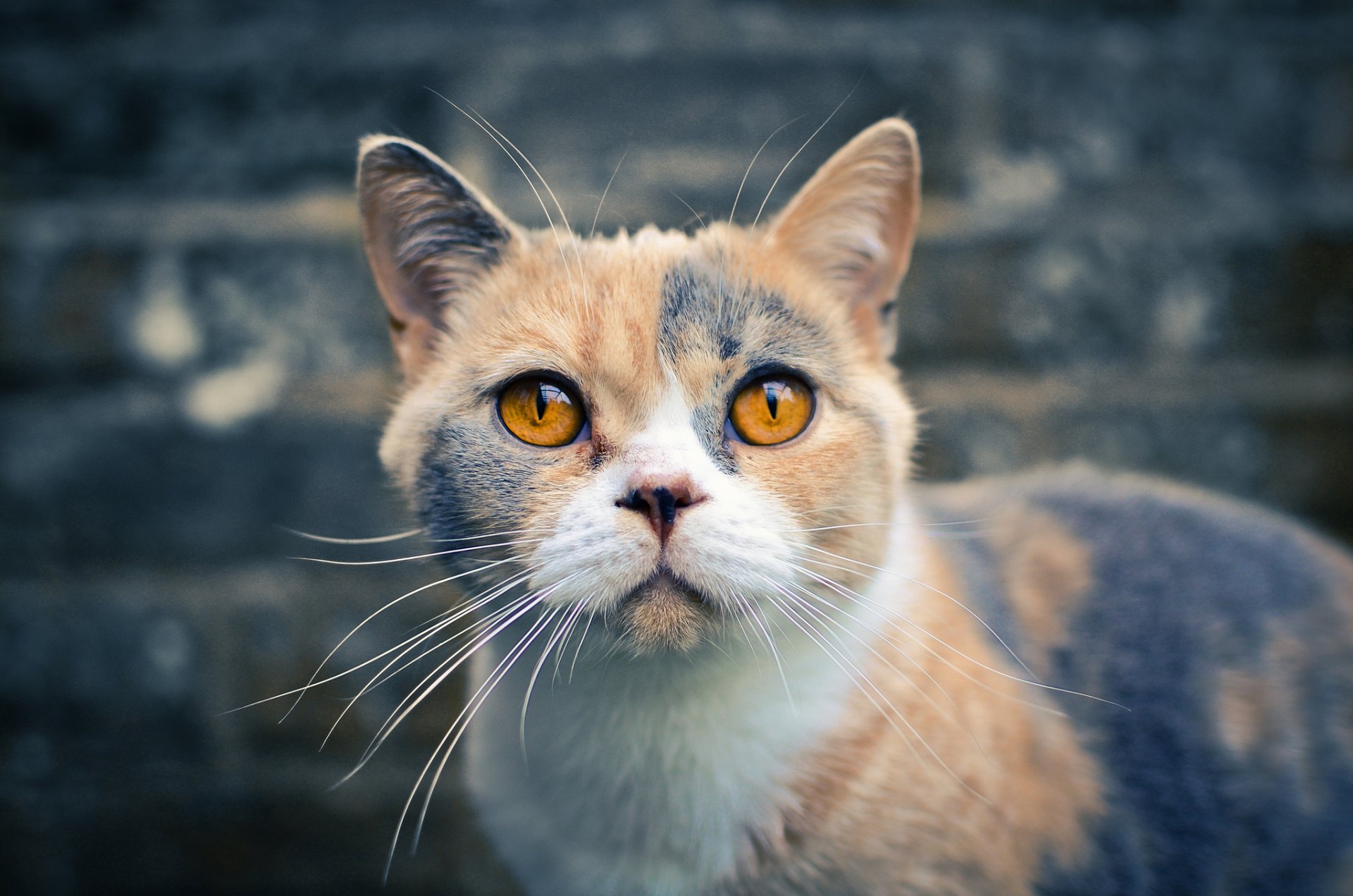 british shorthair sguardo gatto