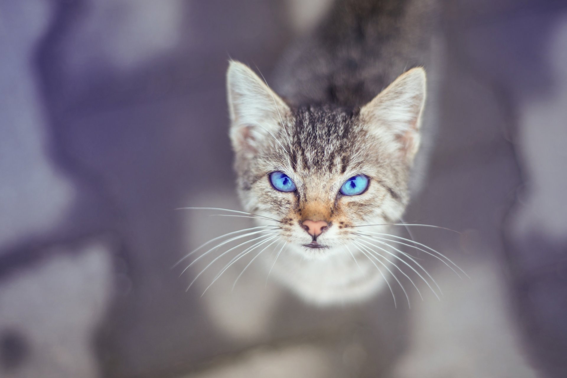 ojos kote mirada fondo