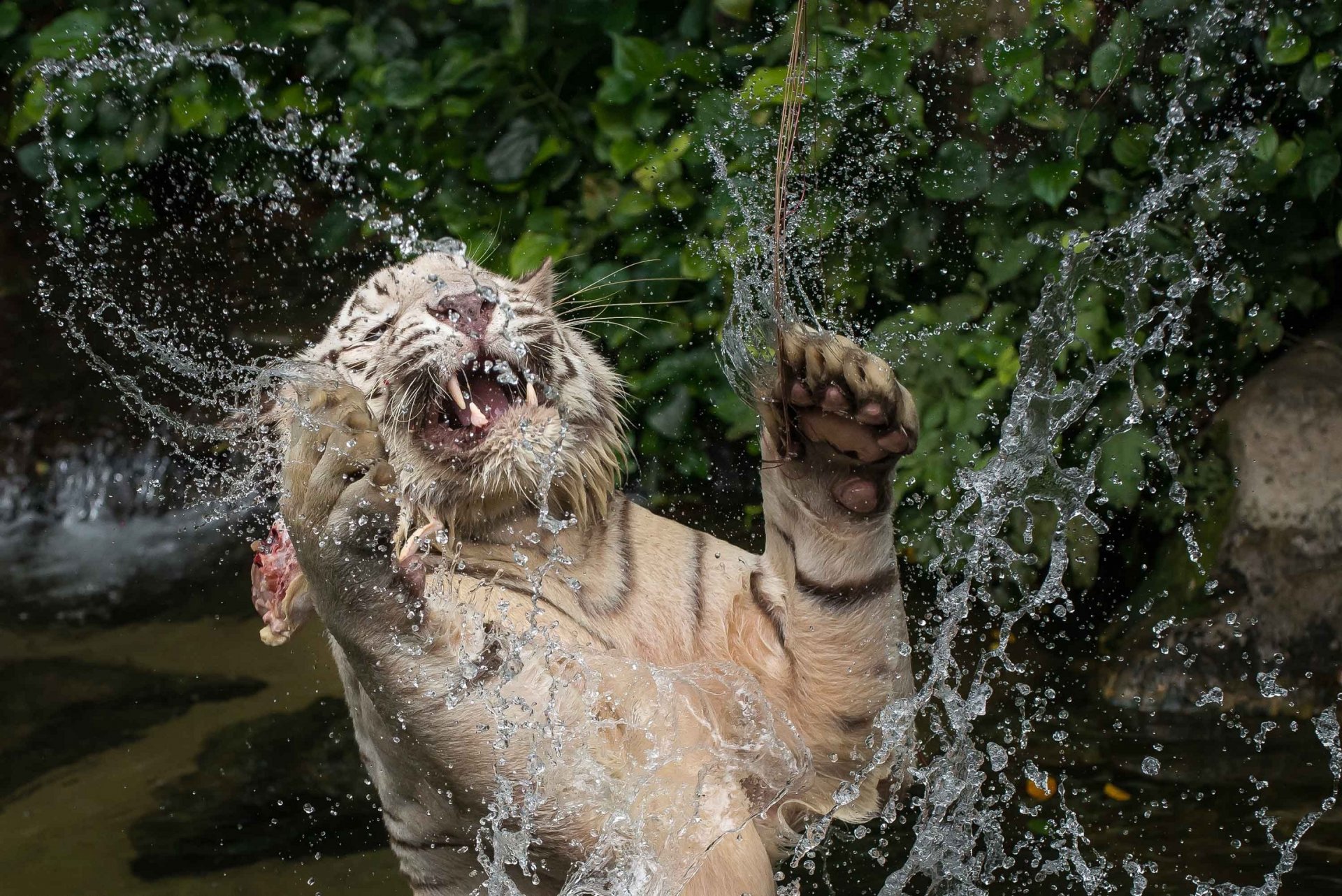 tigre blanc chat sauvage prédateur museau gueule crocs pattes eau éclaboussures baignade jeu saut