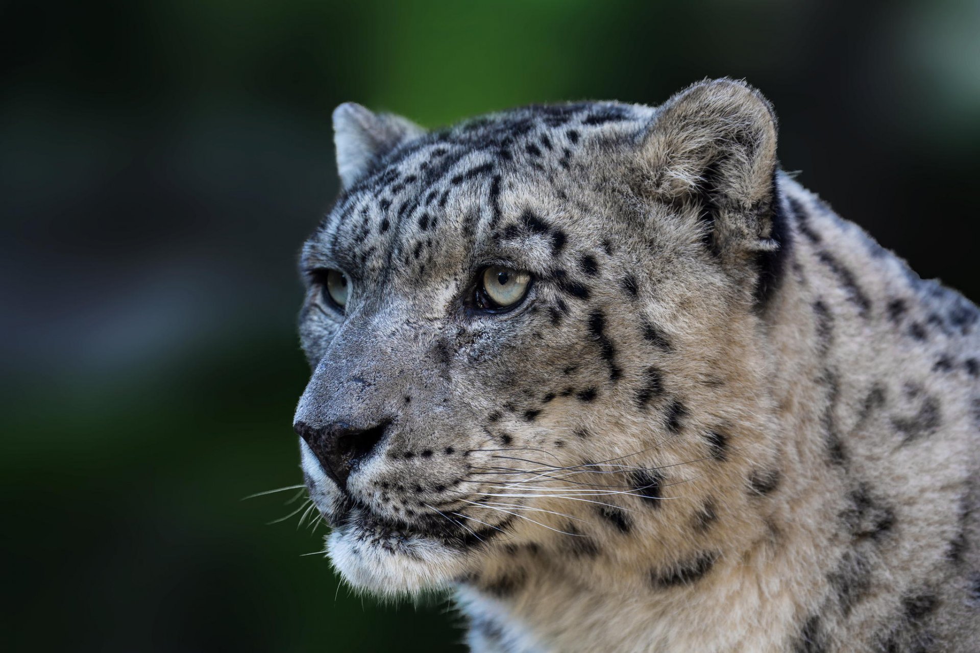 léopard des neiges panthera uncia chat sauvage prédateur