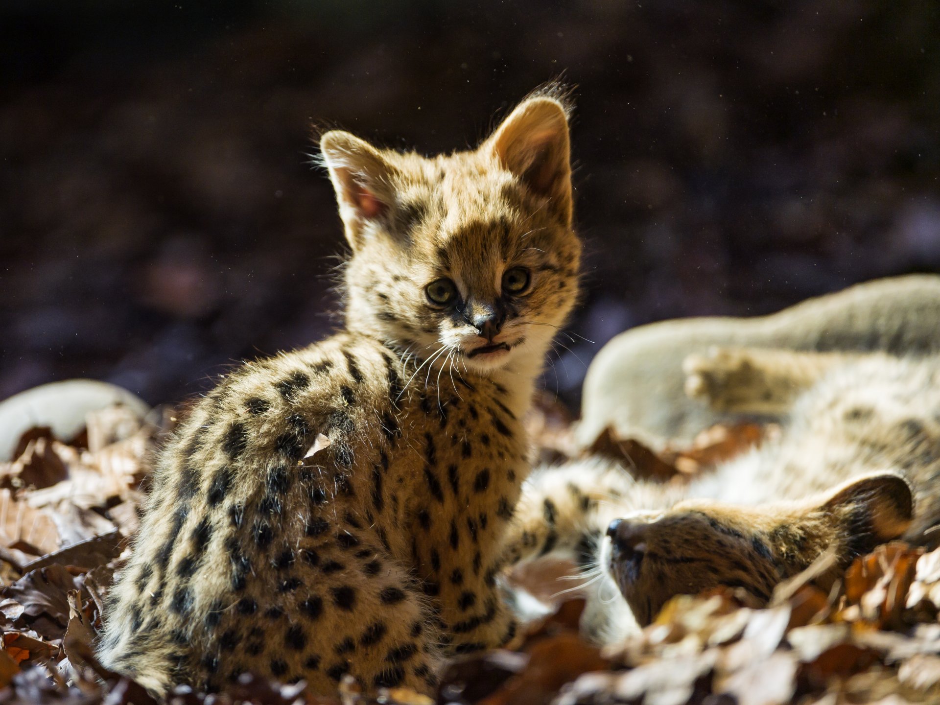 serval katze kleinkind blätter blick ©tambako der jaguar