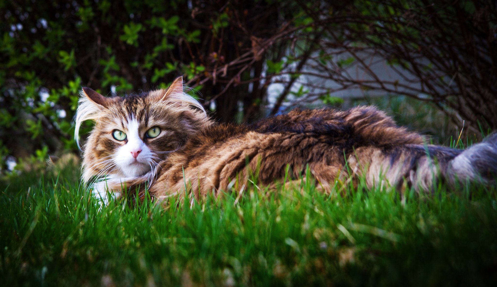 strauch gras katze blick