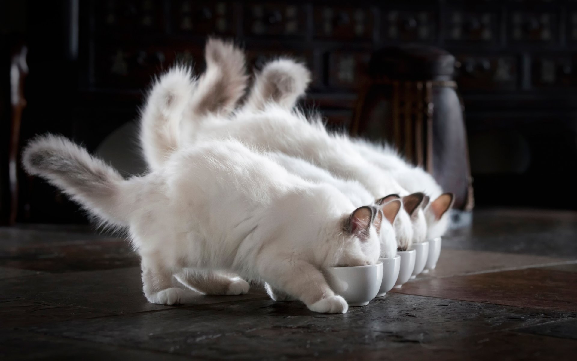 gatitos blanco esponjoso almuerzo