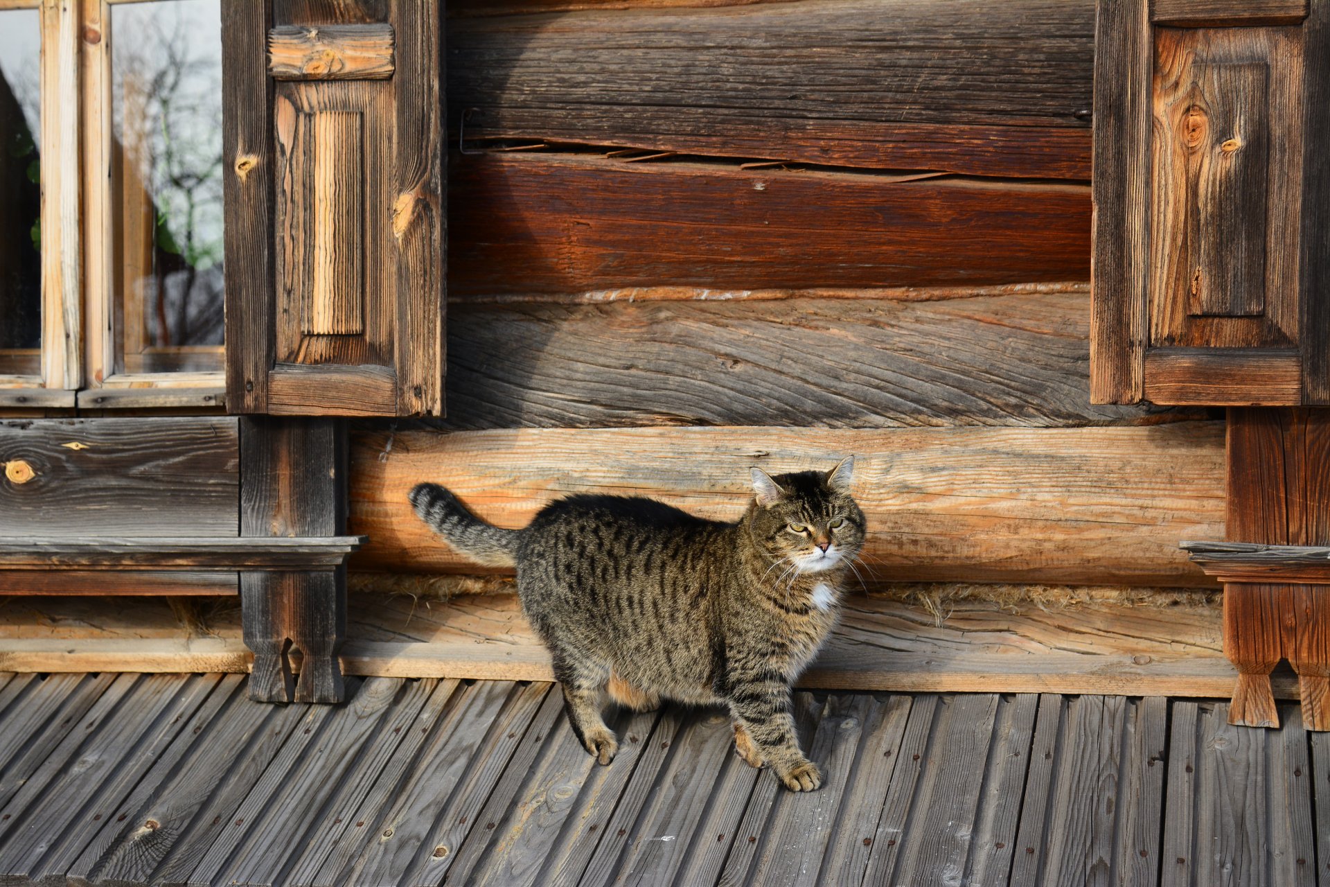 chat hutte gros plan