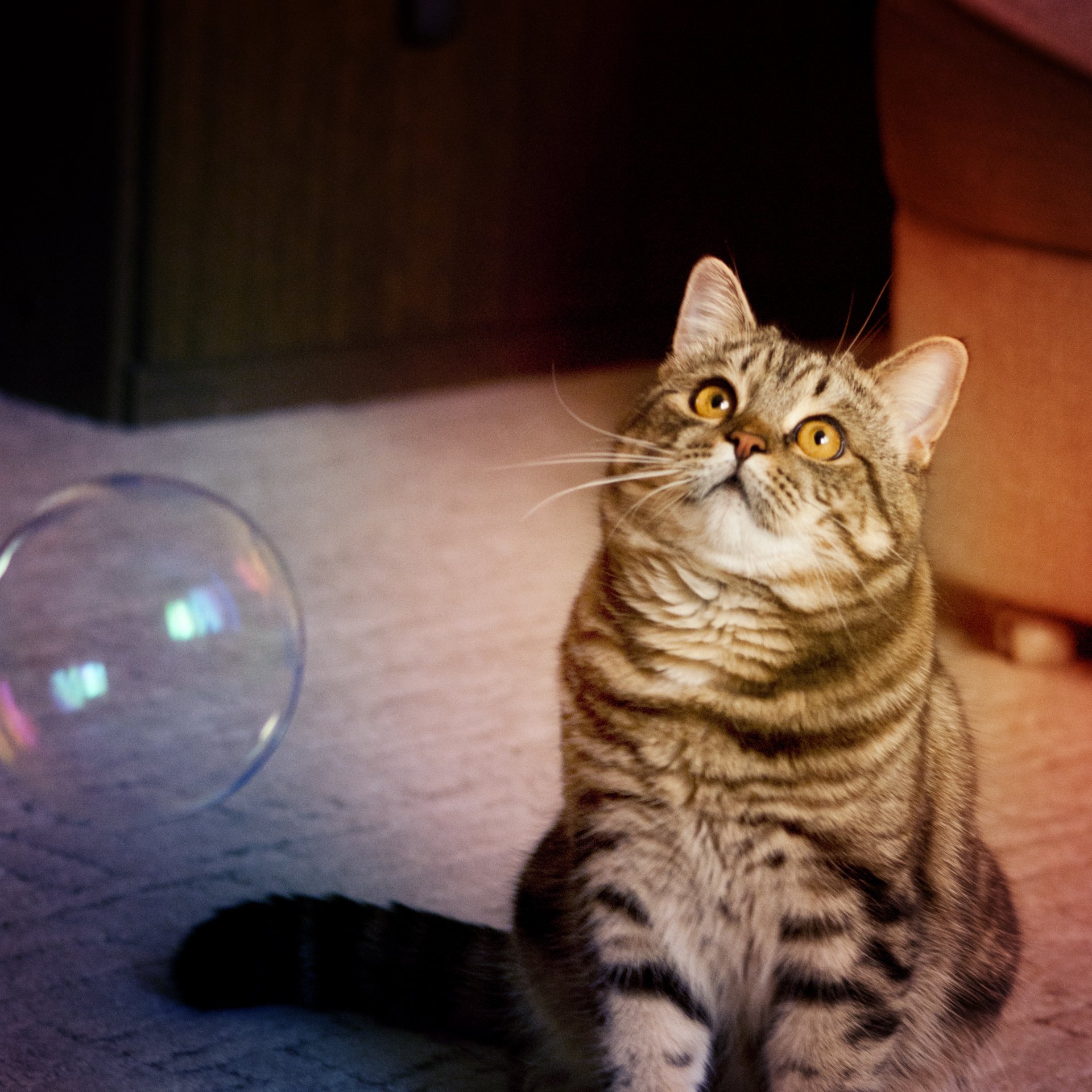 cat bubble play