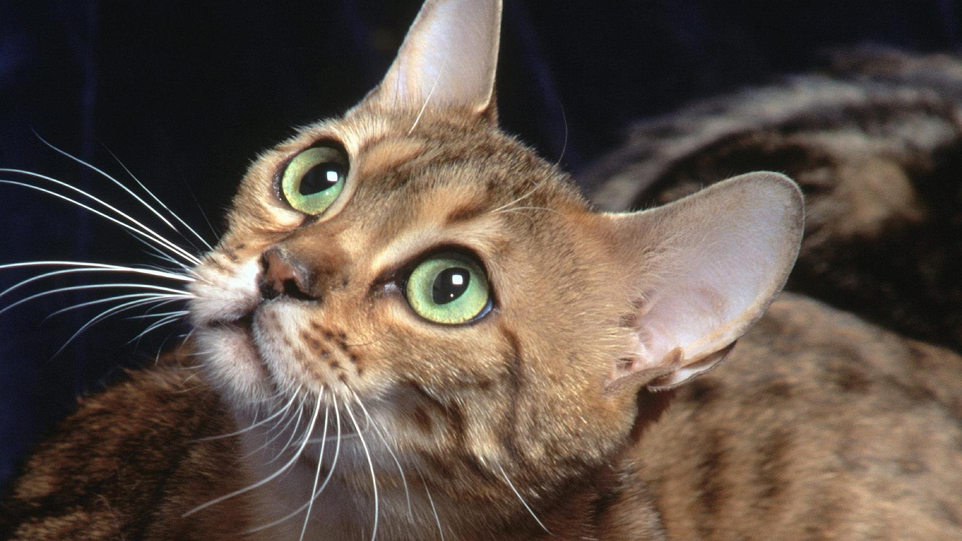 chat regard moustache oreilles