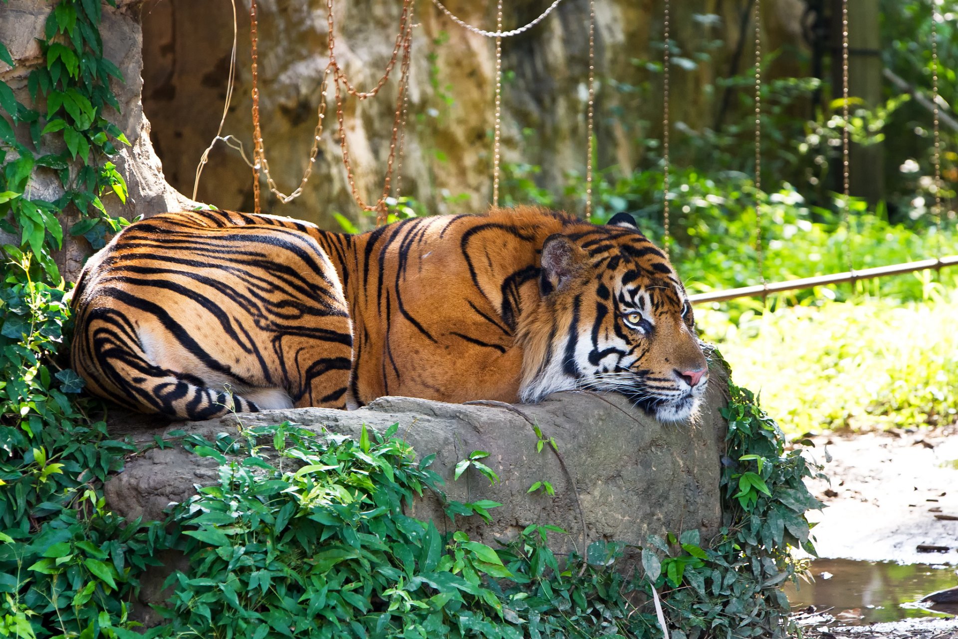 tigre sumatra chat pierre herbe repos