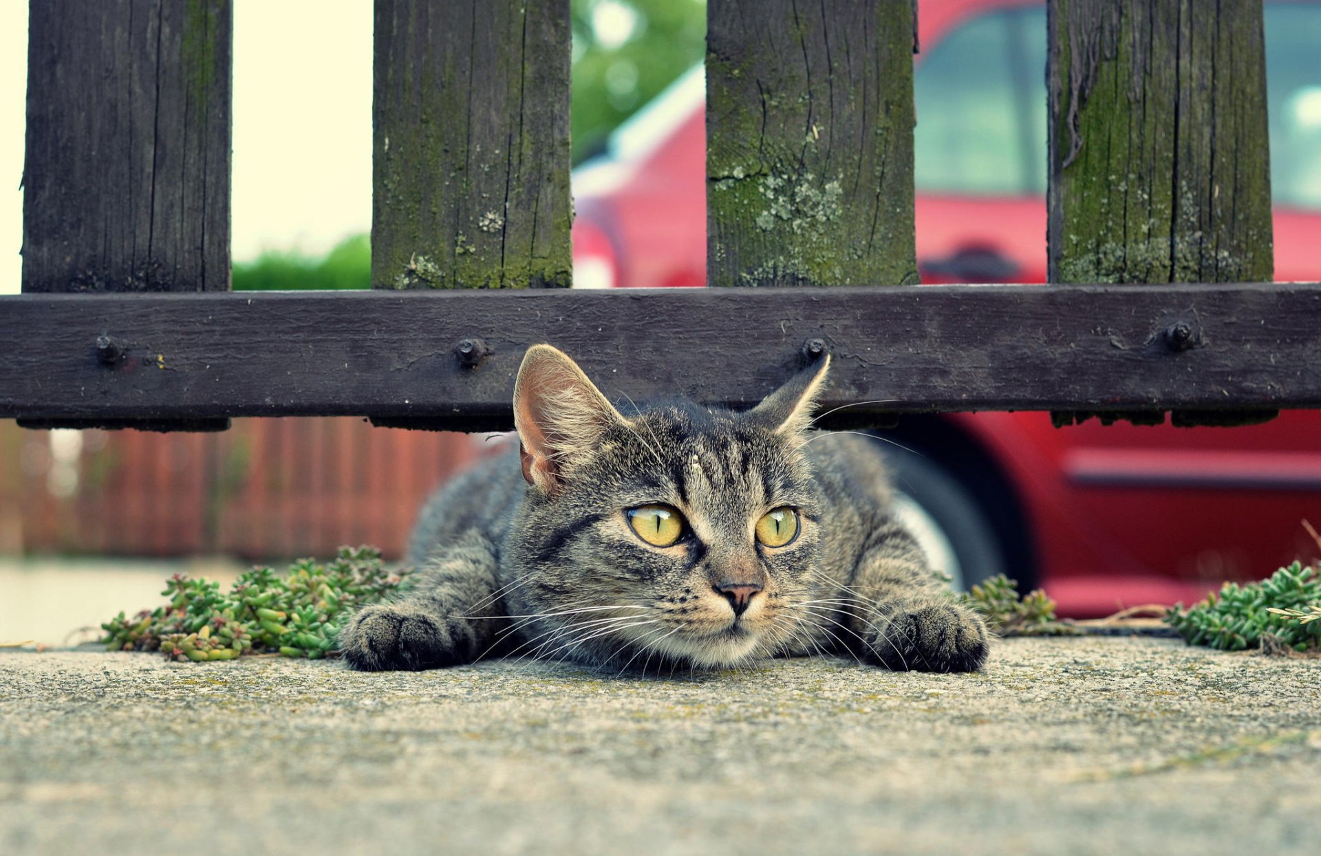 cat mustache land fence