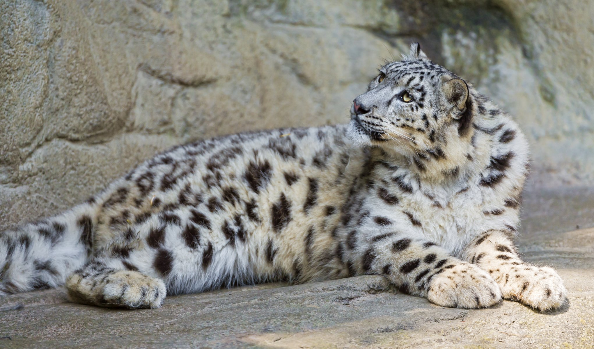 pantera śnieżna irbis kot kamienie spojrzenie ©tambako jaguar