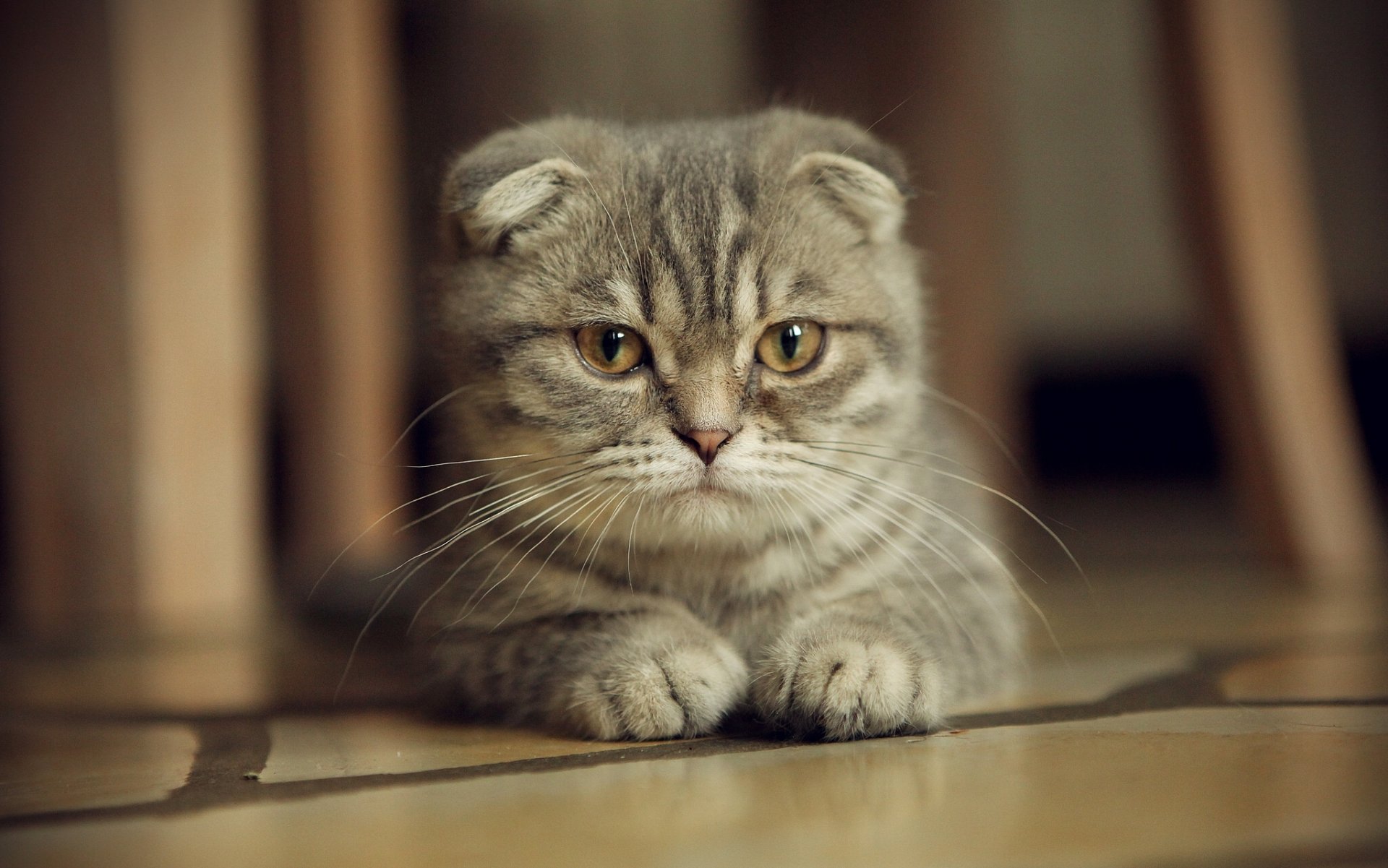 scottish fold scottish fold moustache look