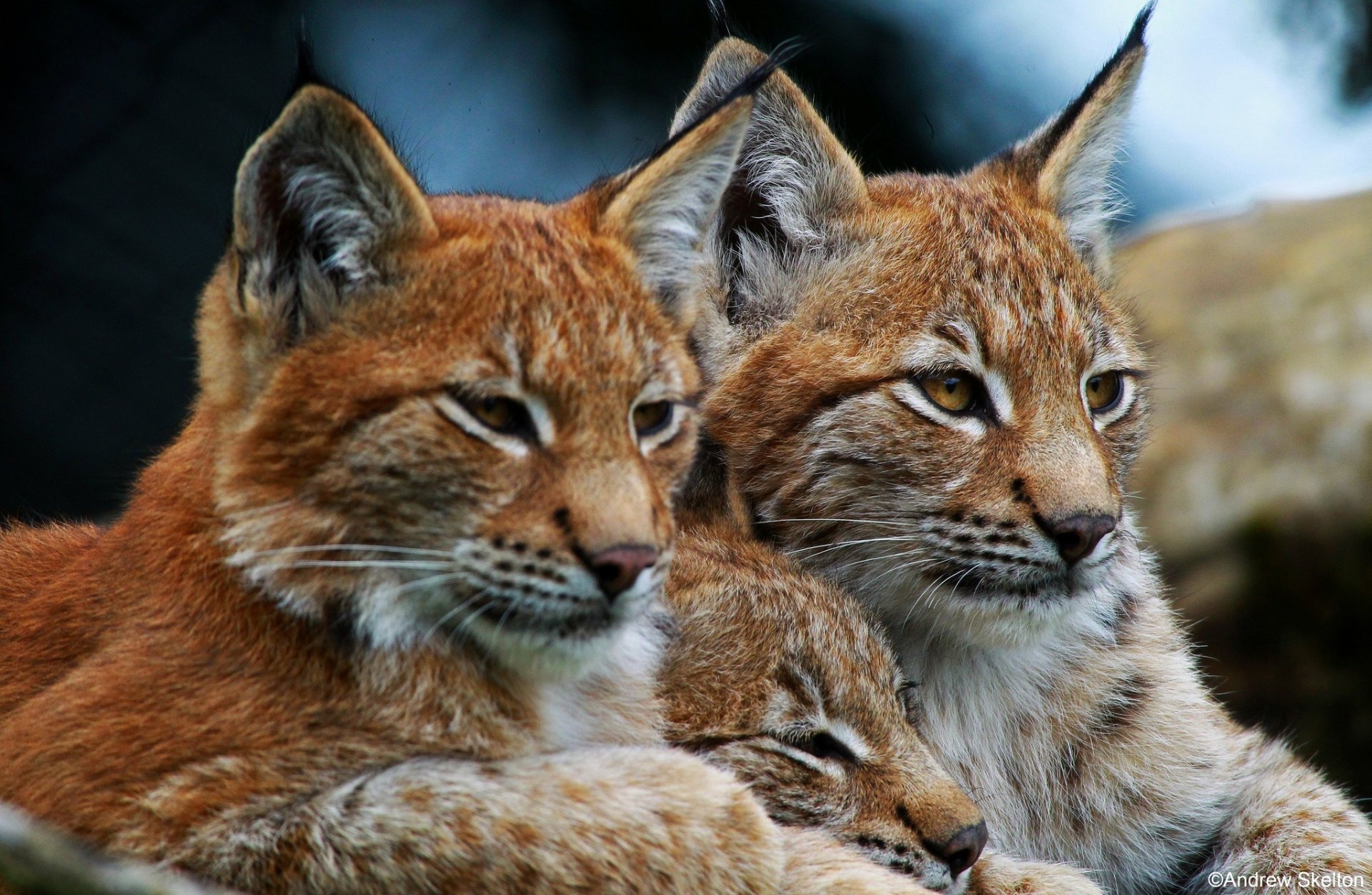 luchse wildkatzen trio familie freizeit