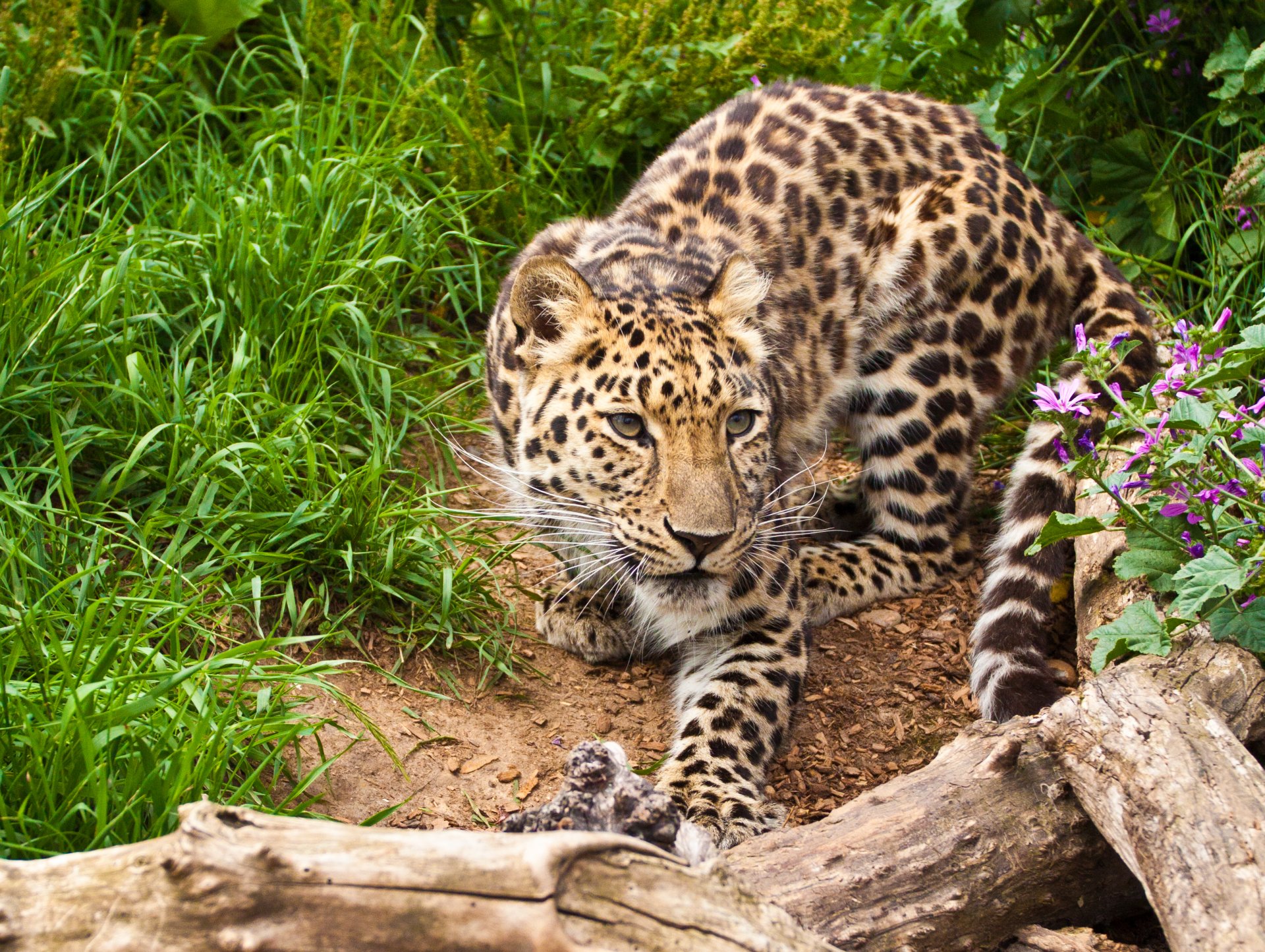 амурский леопард кошка коряга трава цветы леопард взгляд