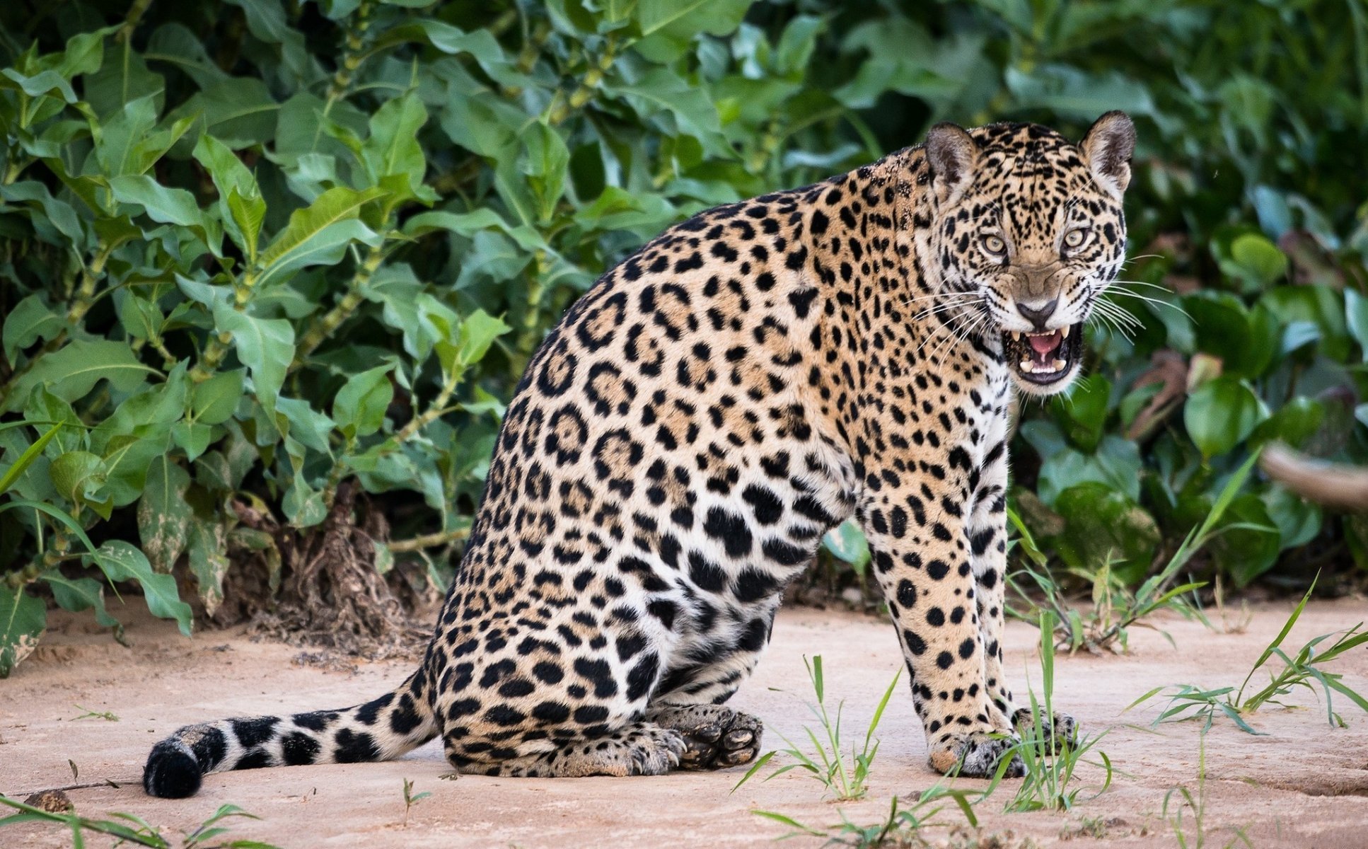 jaguar tier flecken katze