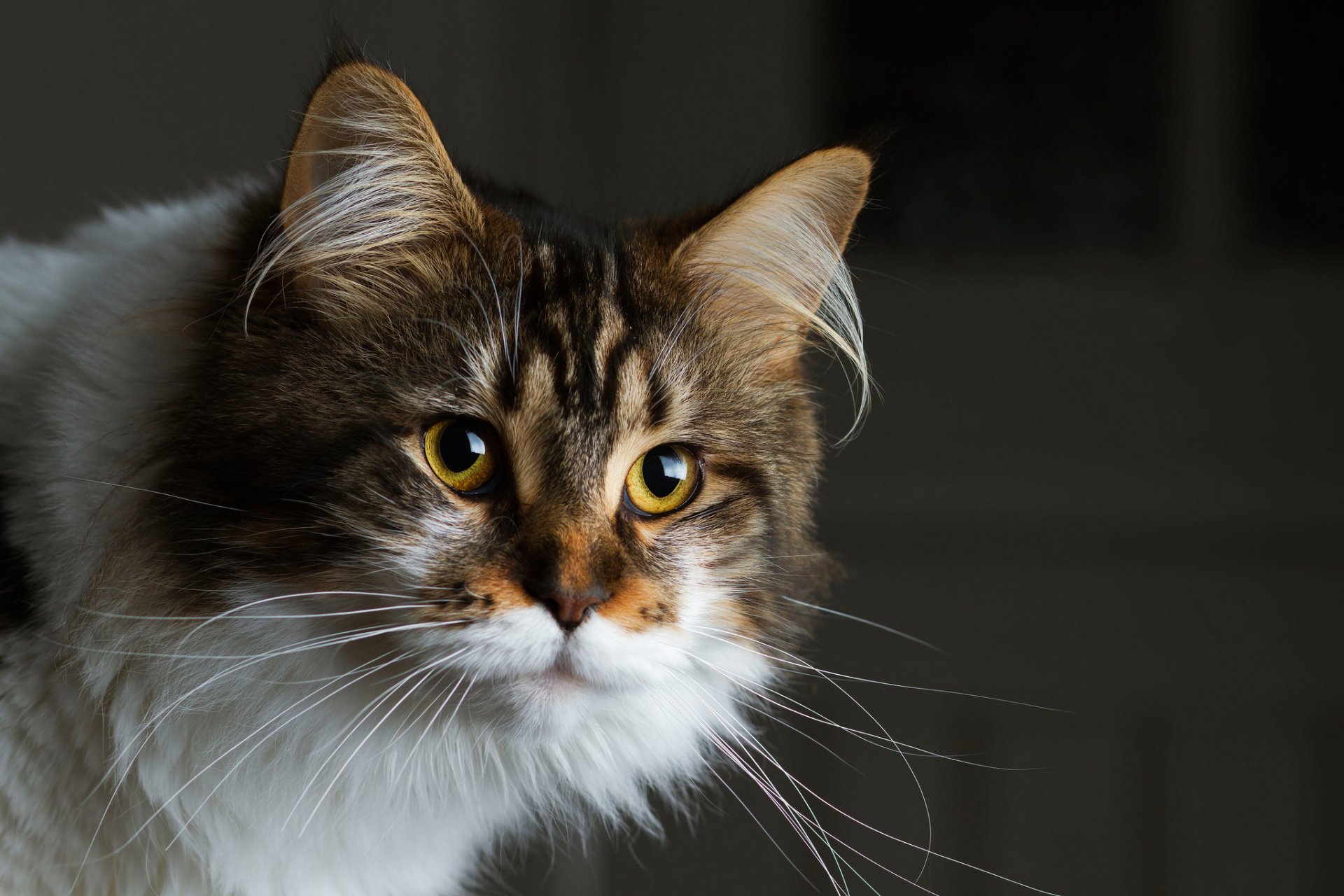 gatto peloso muso sguardo sfondo scuro