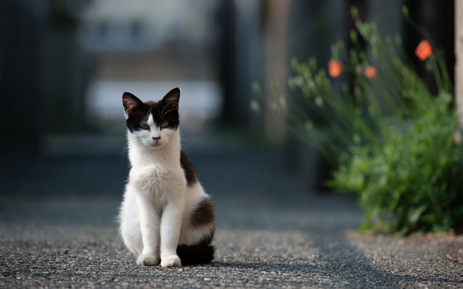 gato gato calle camino asfalto flores