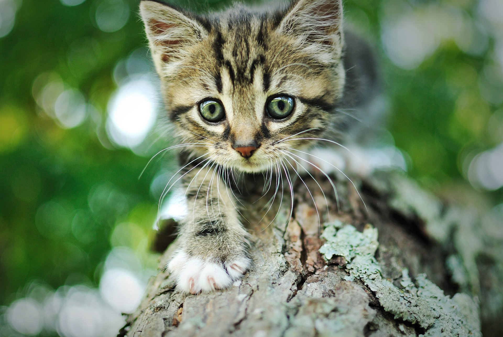 chaton chat gris rayé museau arbre écorce bokeh