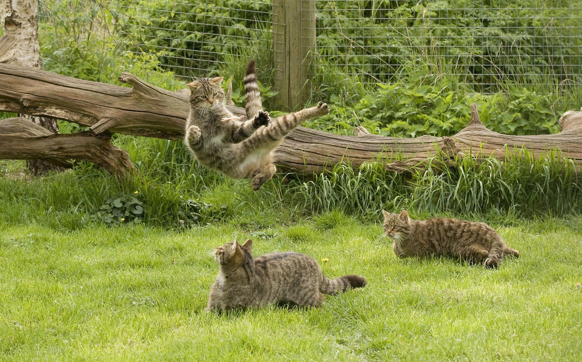 schottische wildkatze schottische wildcat spiele kung fu gras